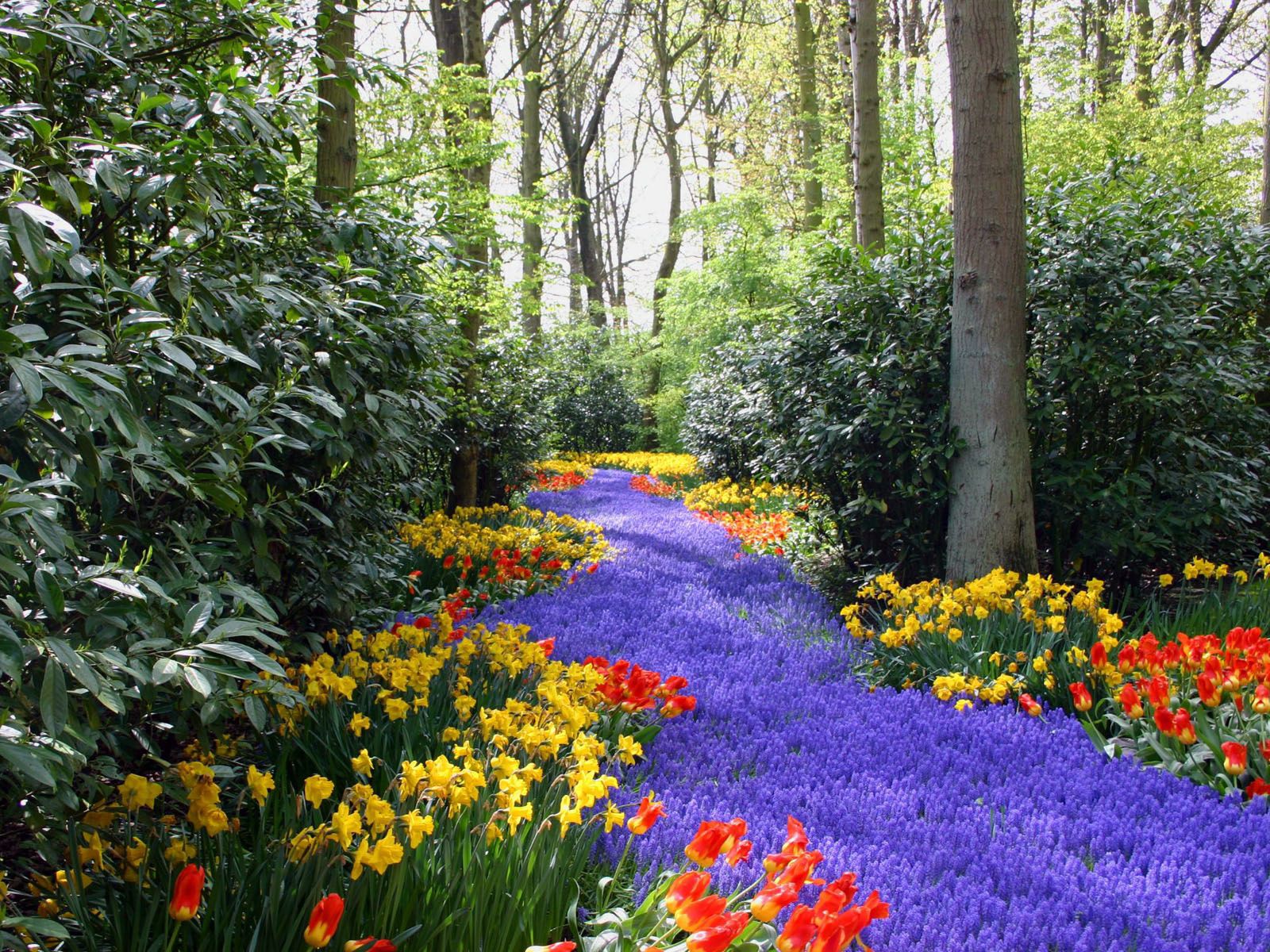 73287 baixar papel de parede tulipas, natureza, flores, árvores, lilás, narciso, amarelo, vermelho, roxo - protetores de tela e imagens gratuitamente