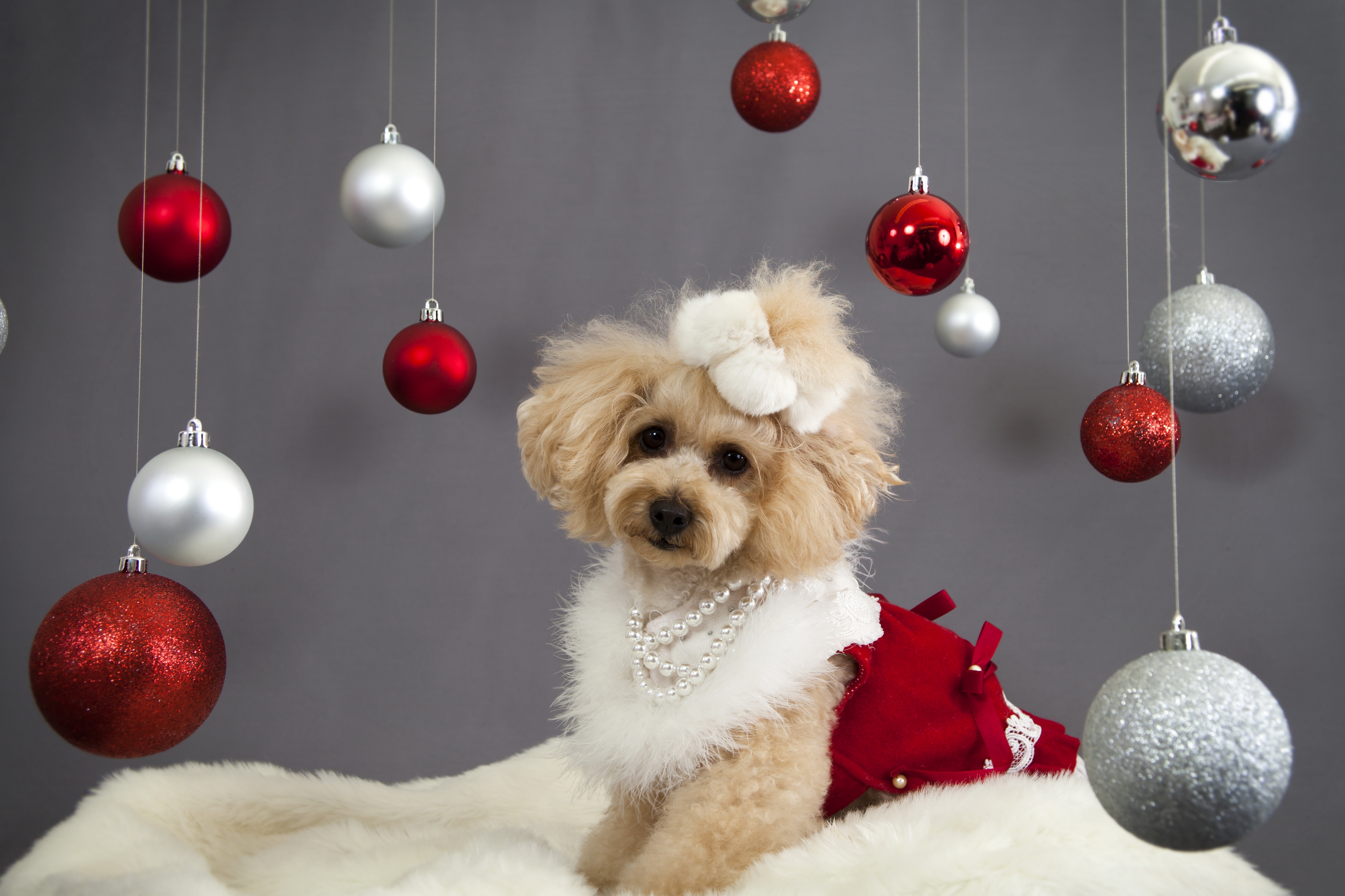 Download mobile wallpaper New Year Decoration, New Year's Decorations, Muzzle, Holiday, Dog, Animals for free.
