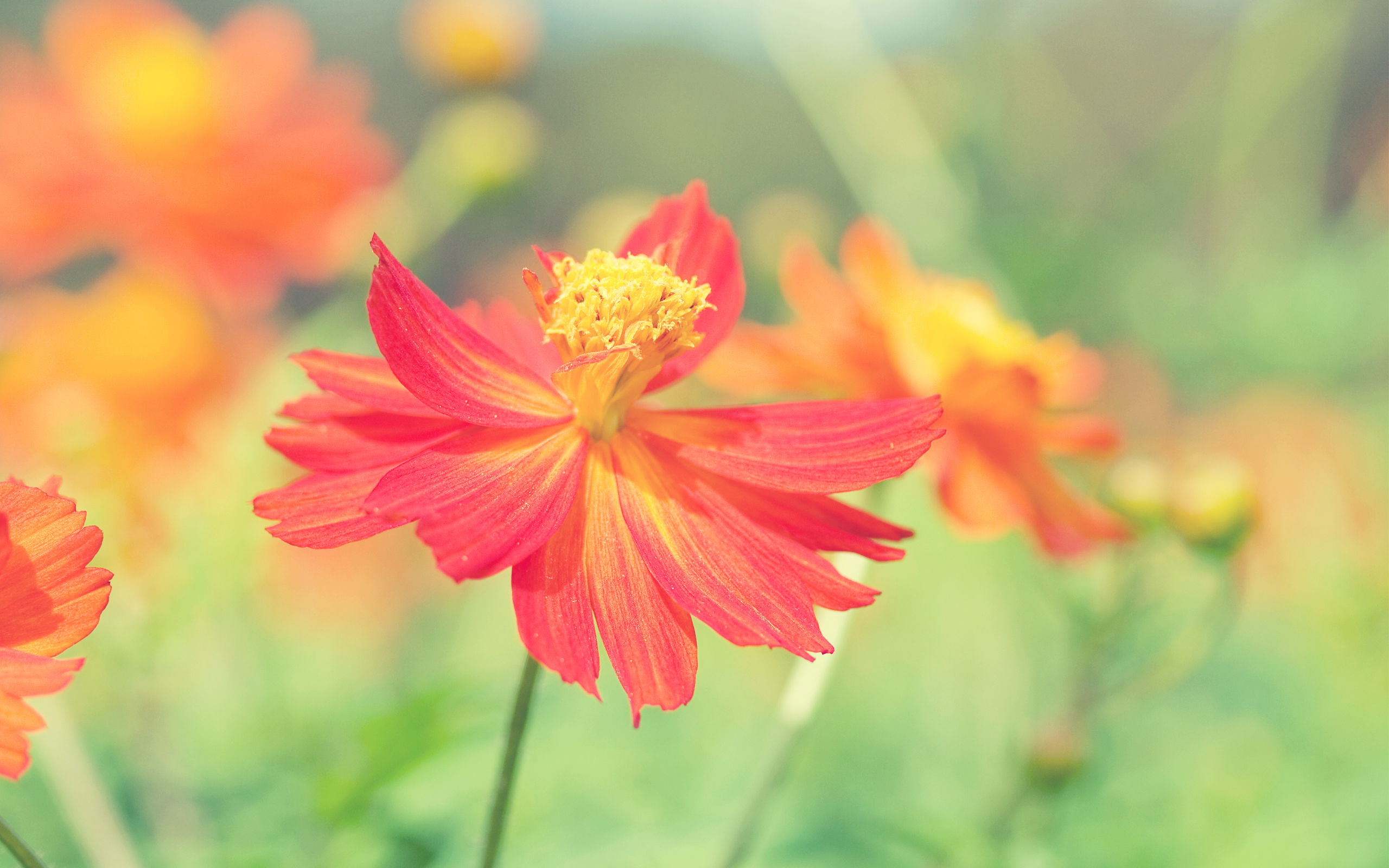 Free download wallpaper Nature, Flowers, Flower, Earth, Cosmos on your PC desktop