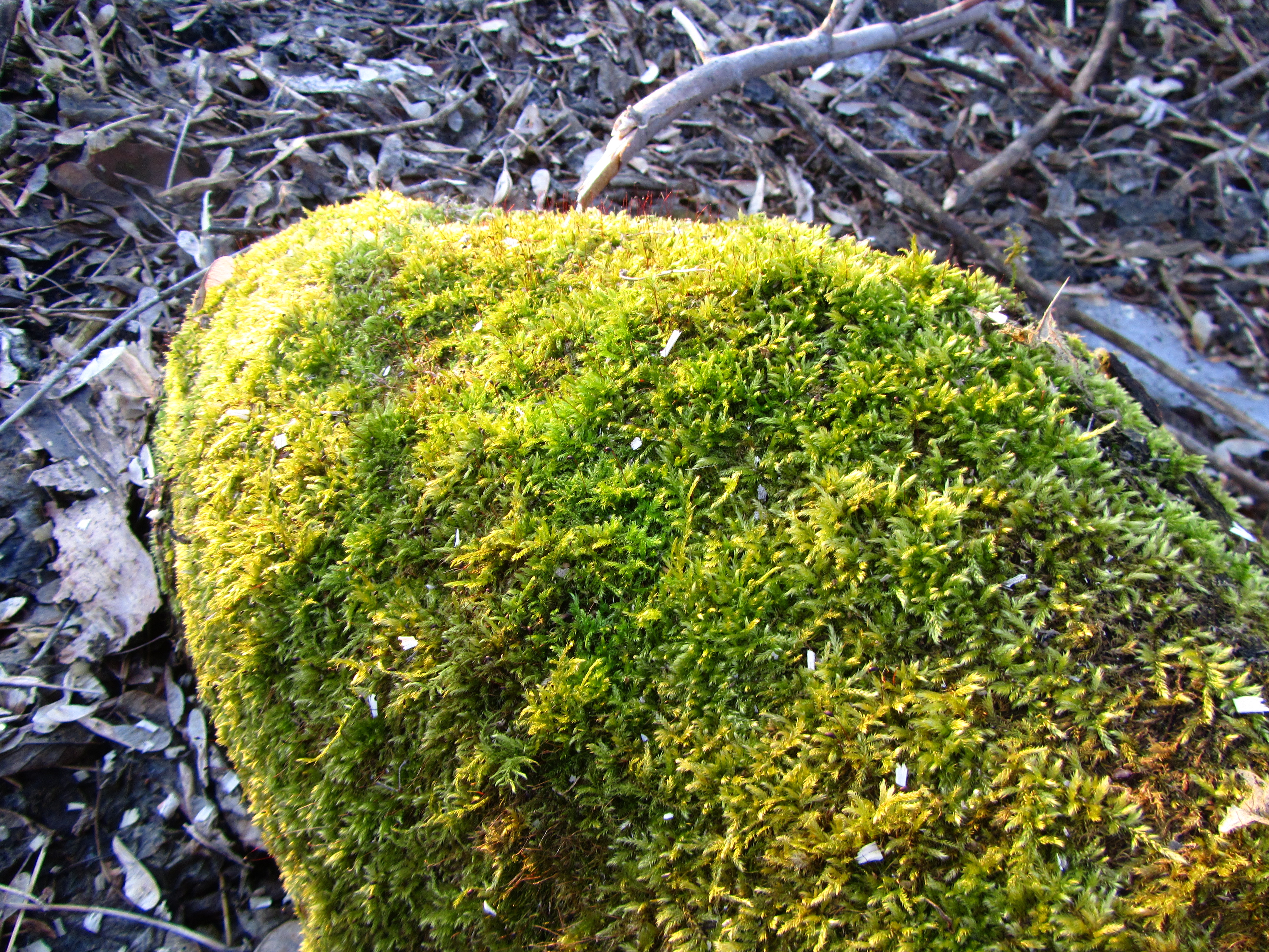 Baixe gratuitamente a imagem Musgo, Terra/natureza na área de trabalho do seu PC