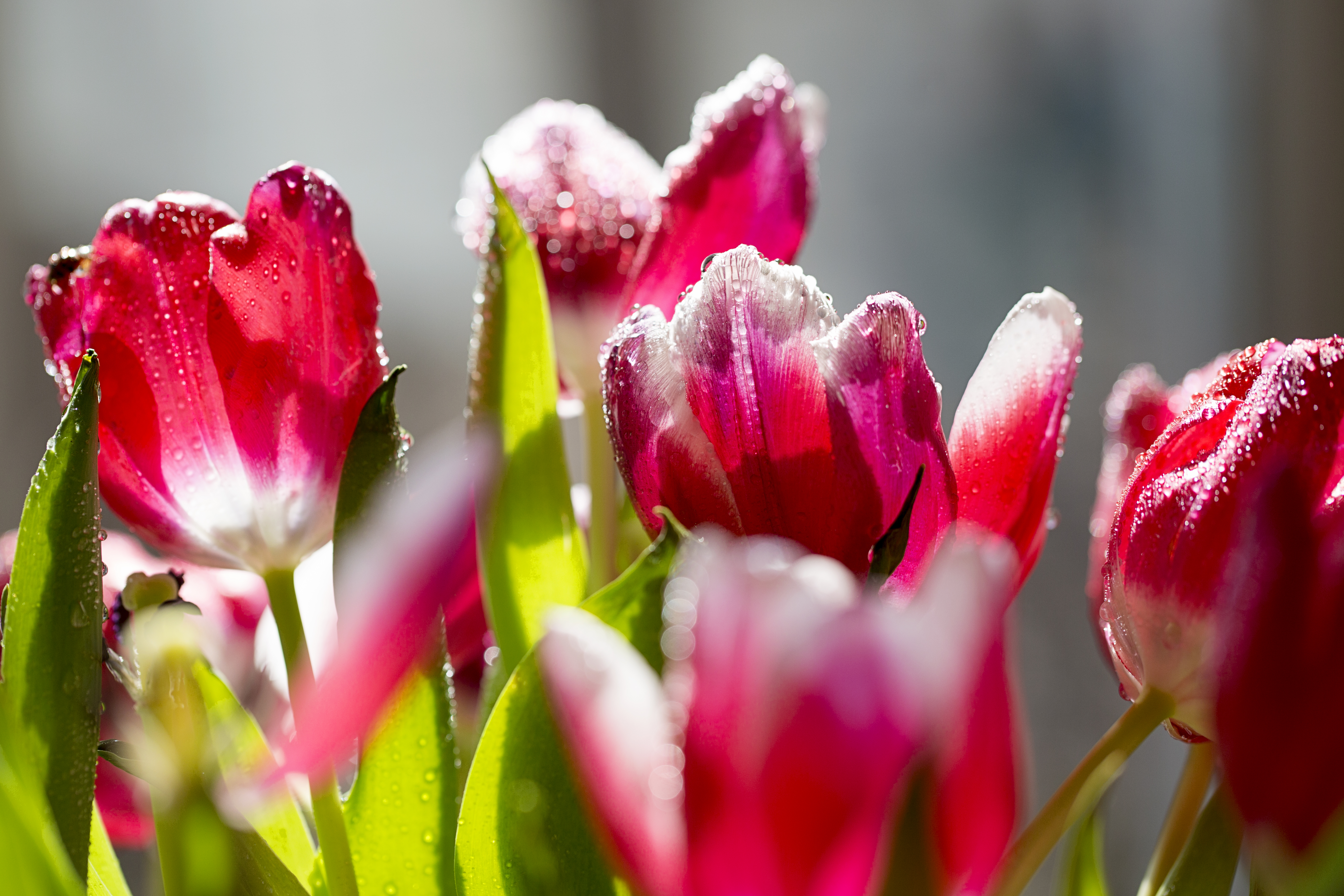 flowers, tulips, petals, frost, hoarfrost