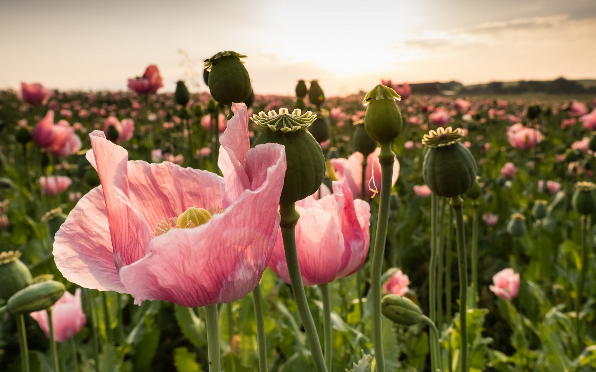 Download mobile wallpaper Nature, Flowers, Flower, Earth, Field, Poppy, Pink Flower for free.