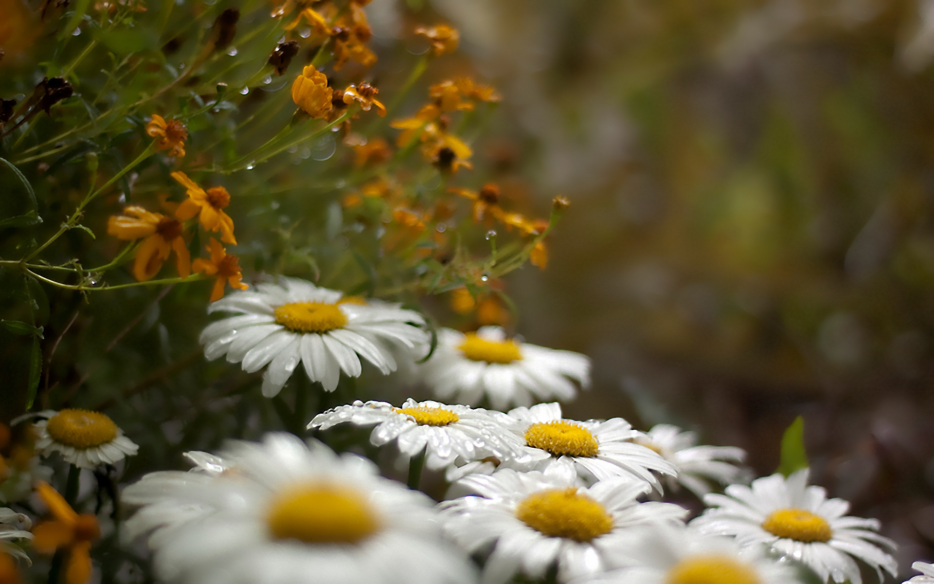 Handy-Wallpaper Blumen, Blume, Erde/natur kostenlos herunterladen.