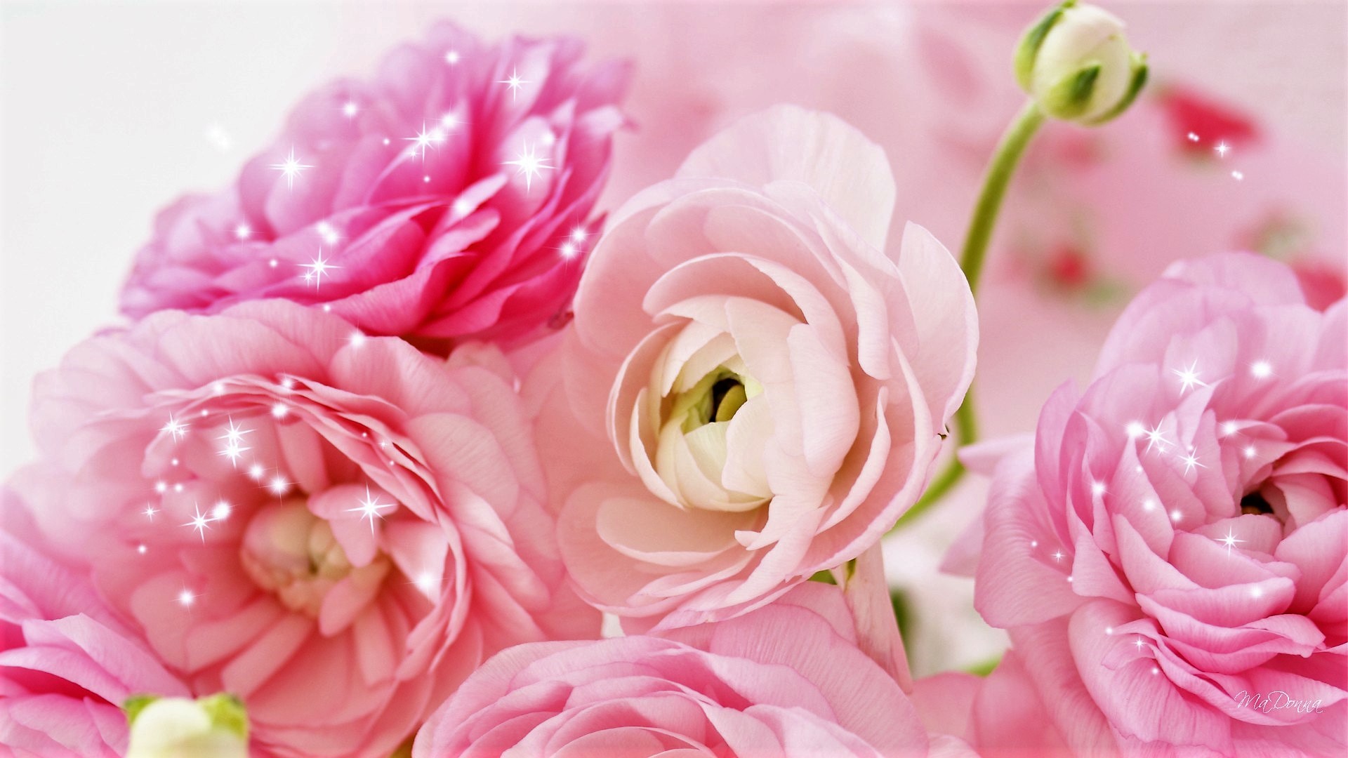 Download mobile wallpaper Flowers, Flower, Earth, Peony, Sparkles, Pink Flower for free.