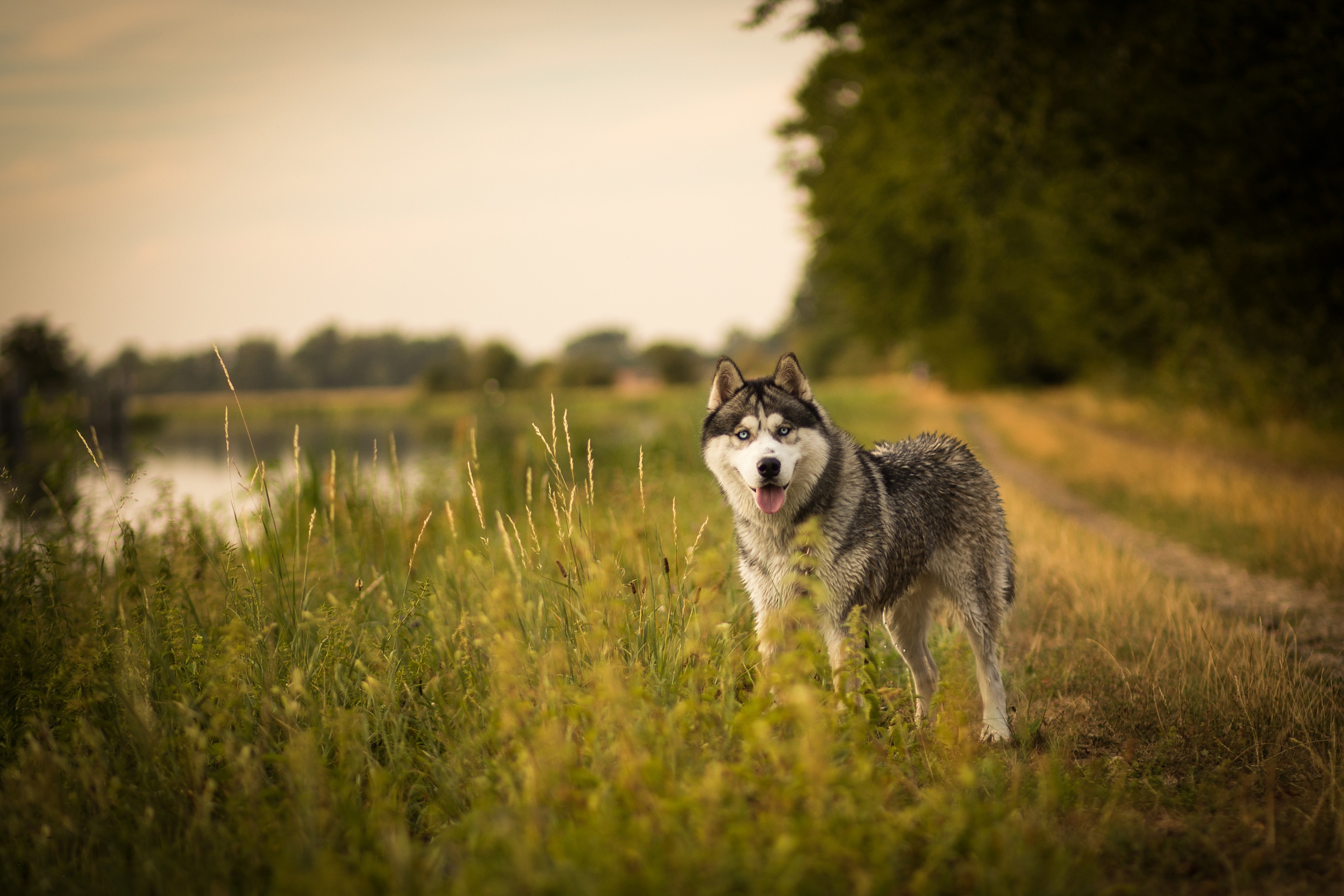 Free download wallpaper Dogs, Dog, Animal, Siberian Husky, Depth Of Field on your PC desktop