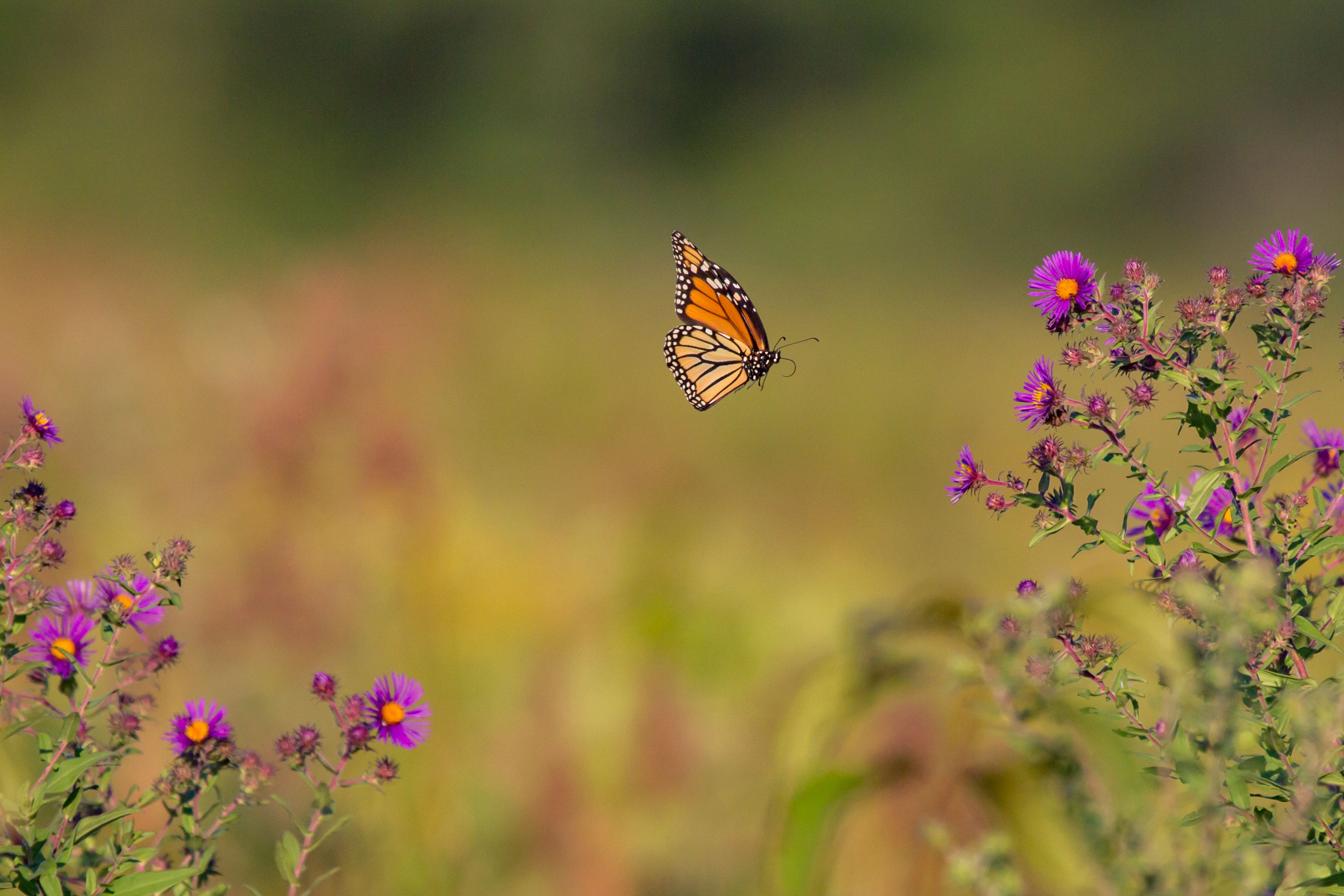 Free download wallpaper Butterfly, Animal on your PC desktop