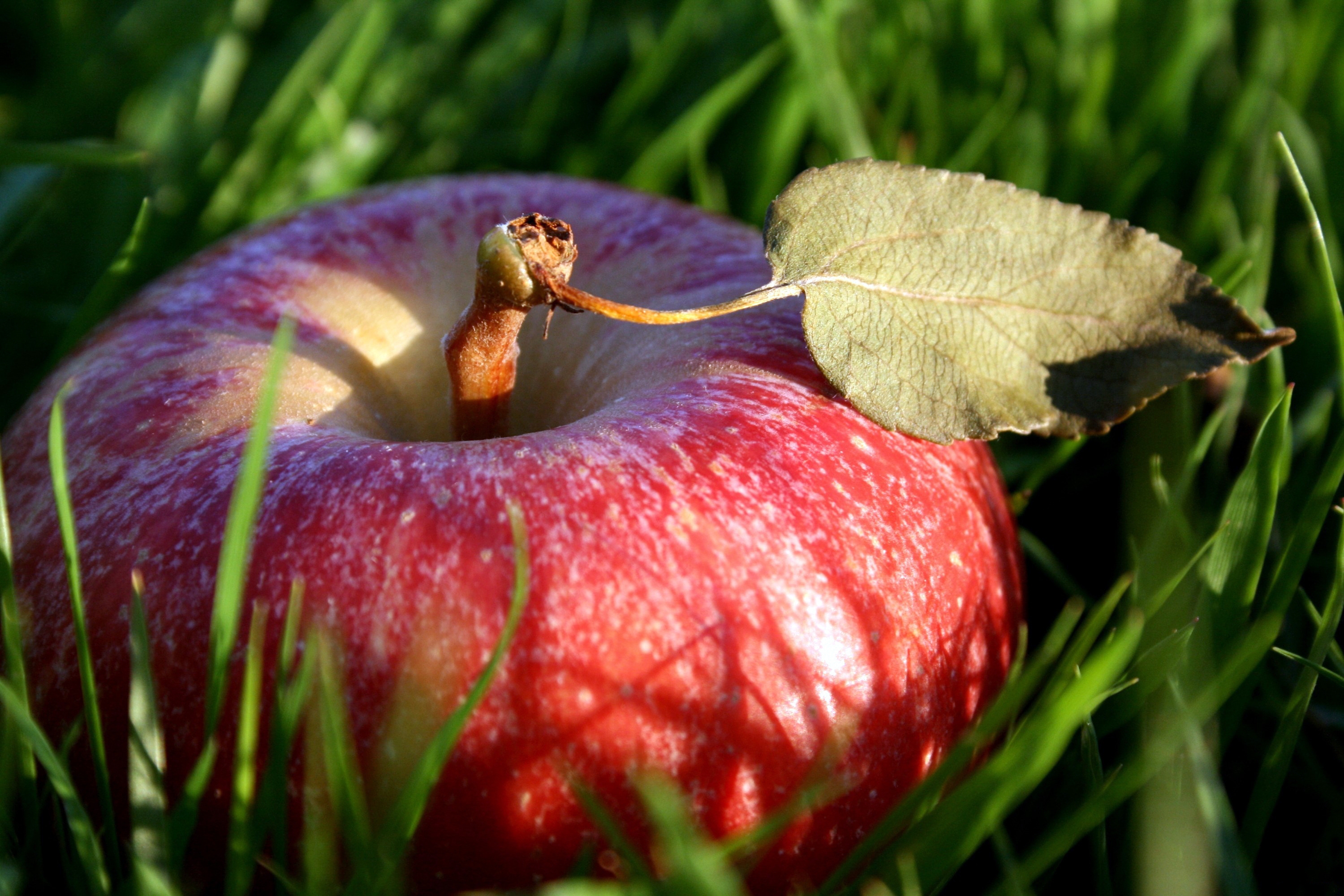 PCデスクトップに草, 葉, シート, 影, 林檎, 食品画像を無料でダウンロード