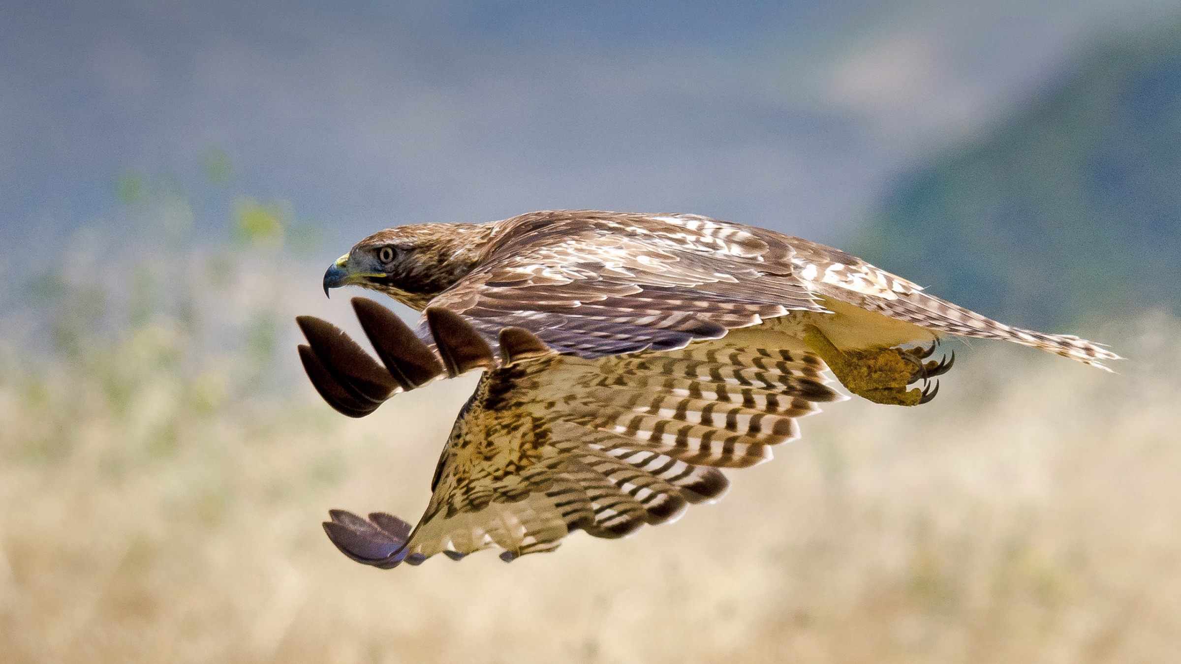 Laden Sie das Flug, Welle, Hawk, Fegen, Tiere, Vogel, Falke-Bild kostenlos auf Ihren PC-Desktop herunter