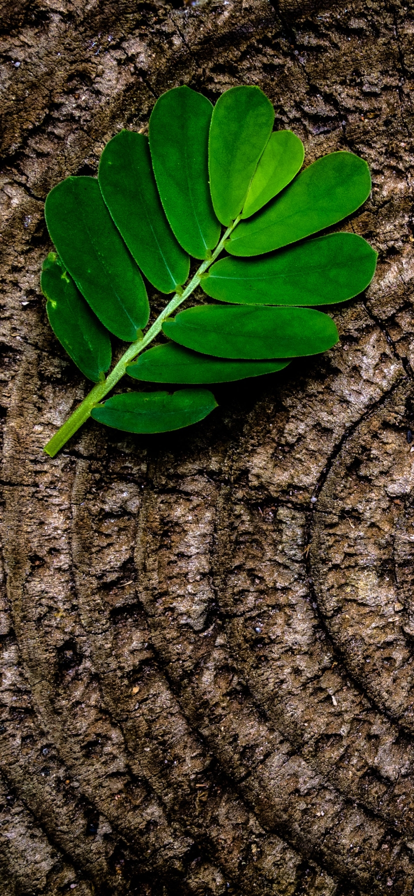 Download mobile wallpaper Wood, Leaf, Earth for free.