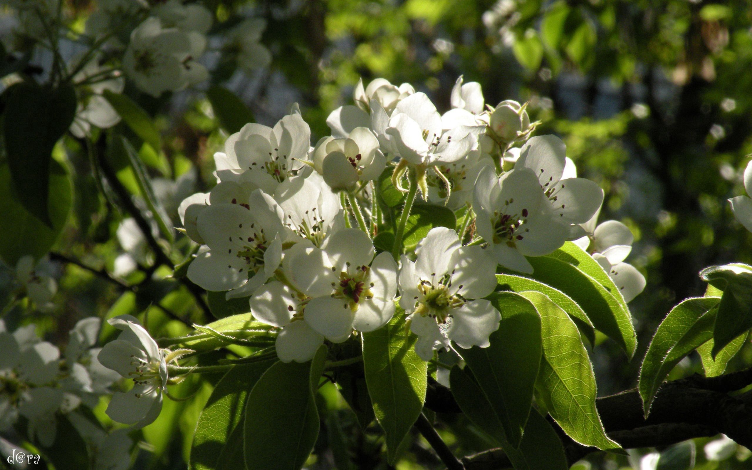 Descarga gratis la imagen Flores, Hojas, Floración, Rama, Primavera, Florecer en el escritorio de tu PC