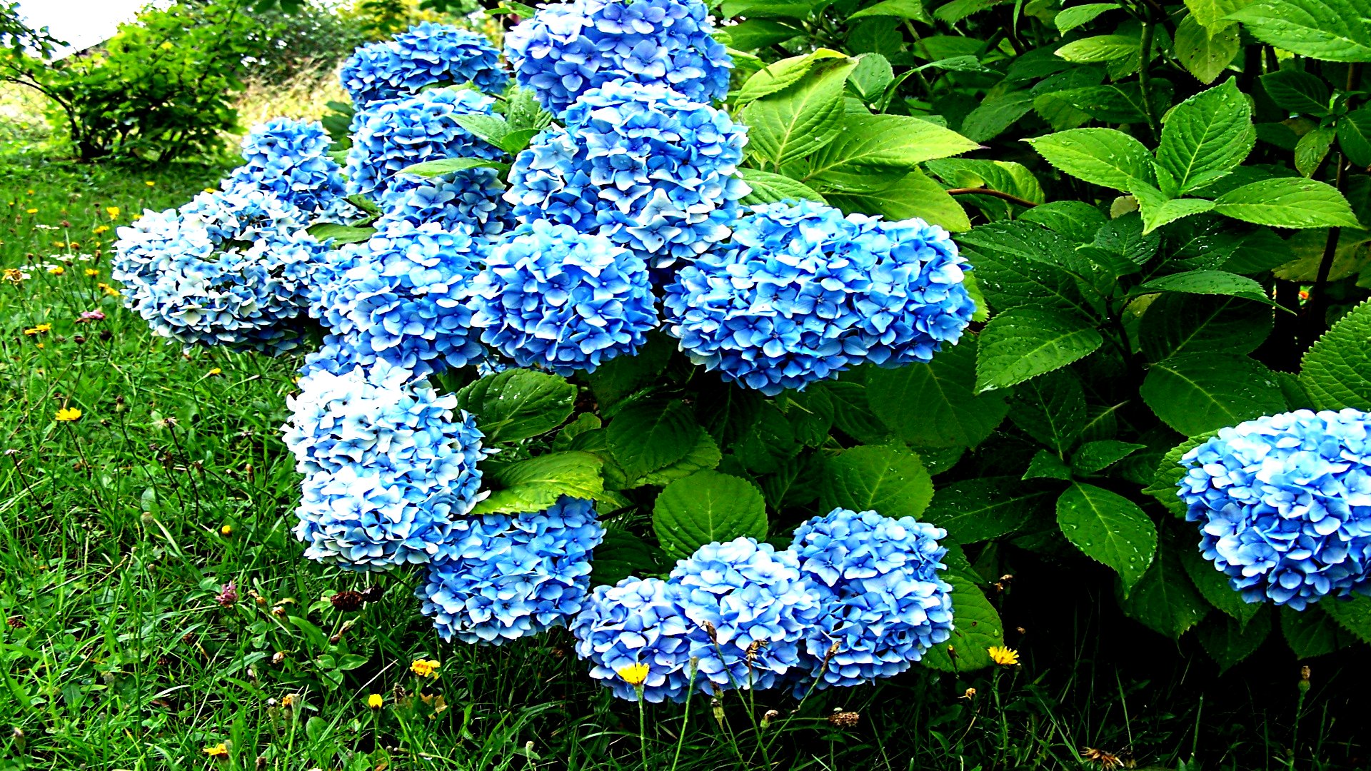 Download mobile wallpaper Hydrangea, Flowers, Earth for free.
