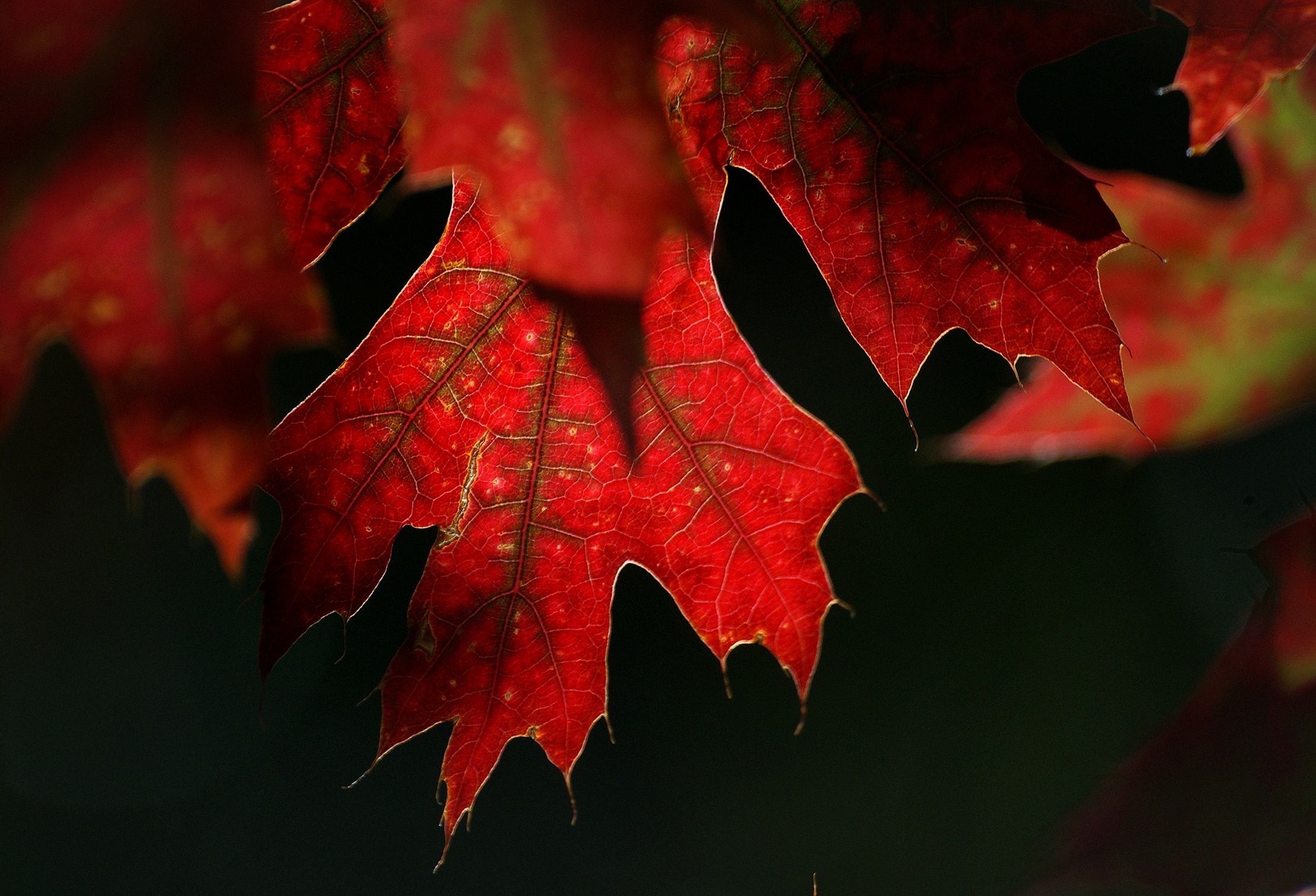 Download mobile wallpaper Macro, Sheet, Leaf, Nature, Maple for free.