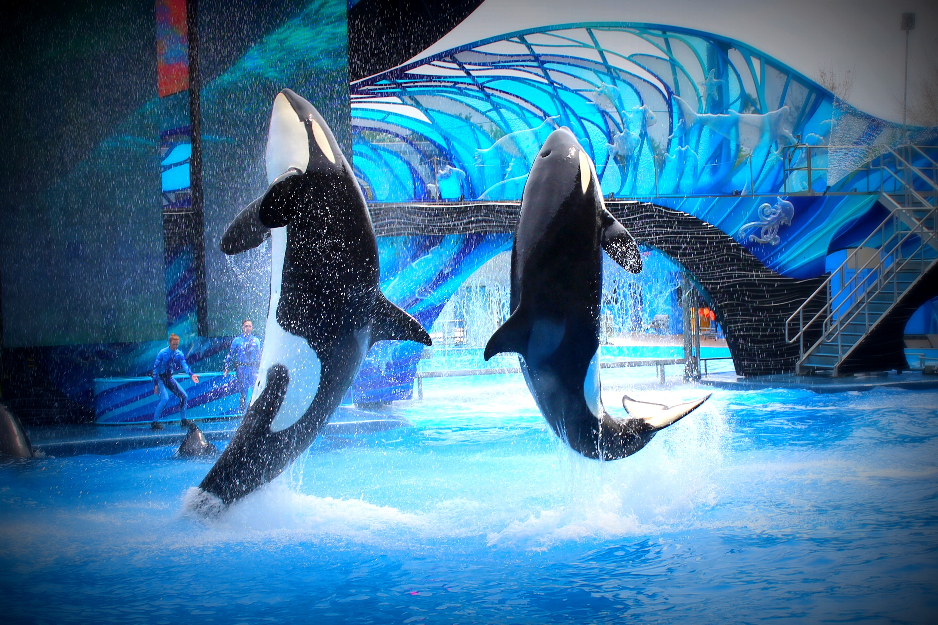 orca, animal, whale, killer whale, mammal HD wallpaper