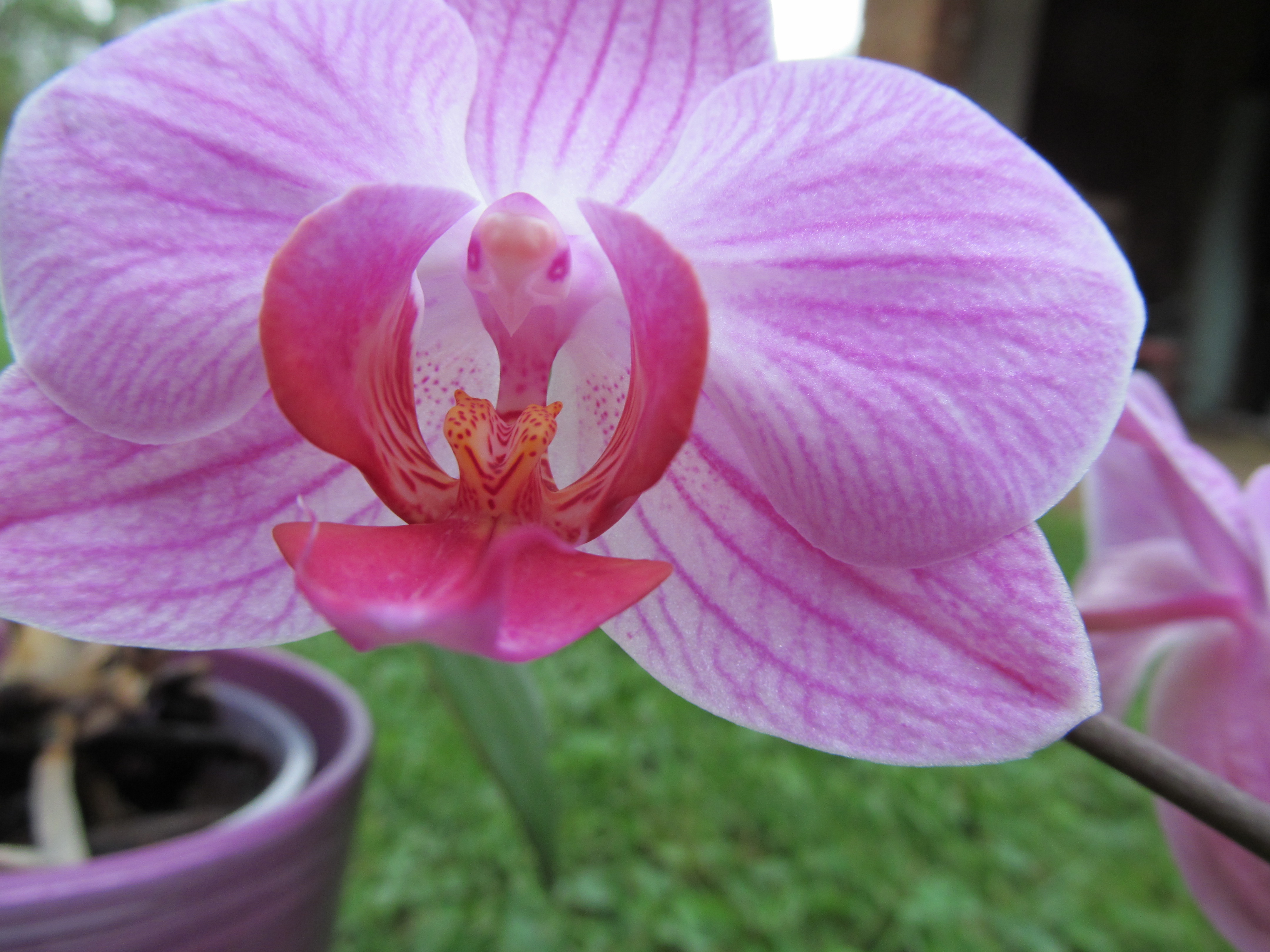 Free download wallpaper Flowers, Earth, Orchid on your PC desktop