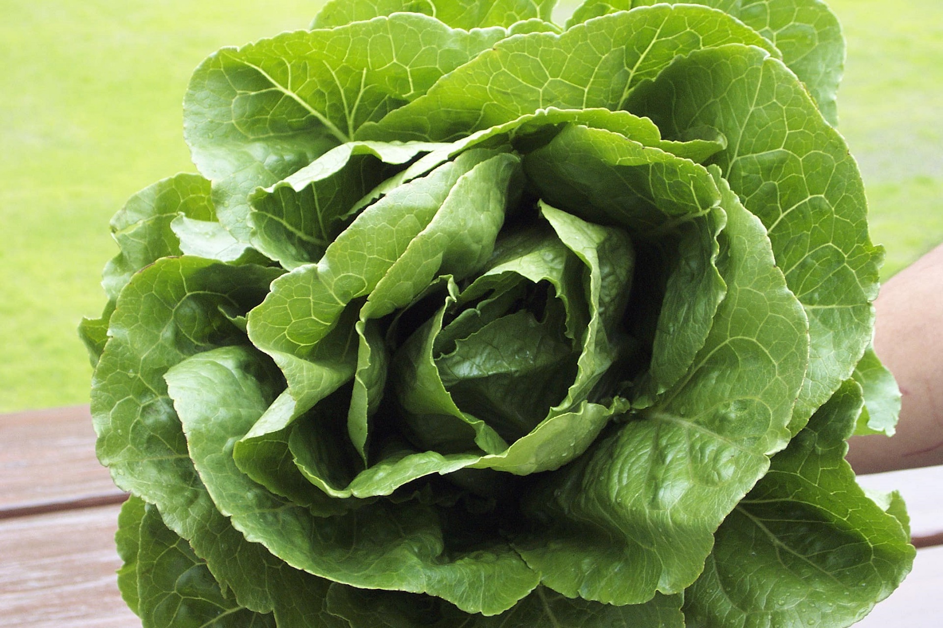 Download mobile wallpaper Food, Vegetables, Lettuce for free.