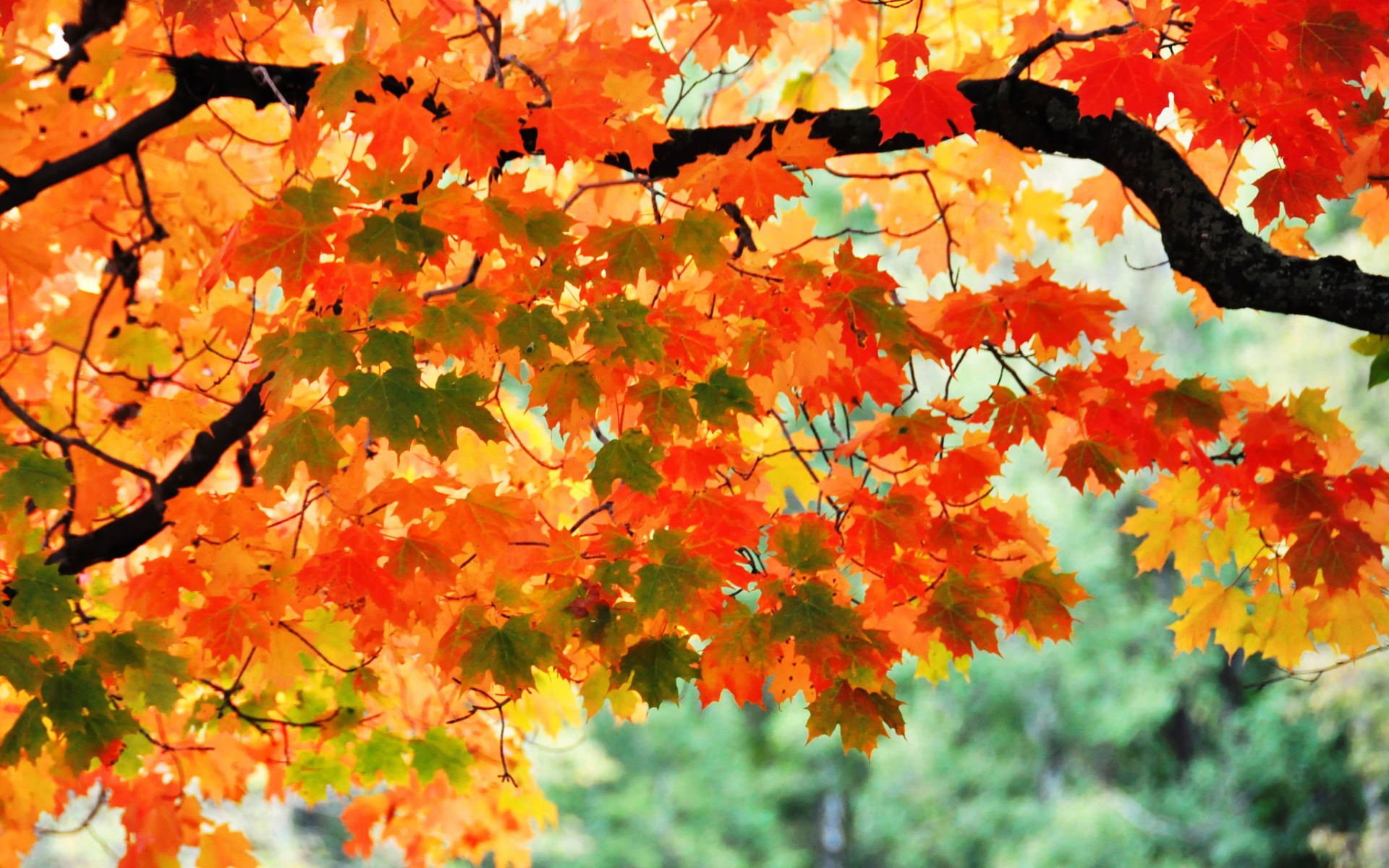Скачать картинку Осень, Лист, Ветка, Цвета, Кленовый Лист, Земля/природа в телефон бесплатно.