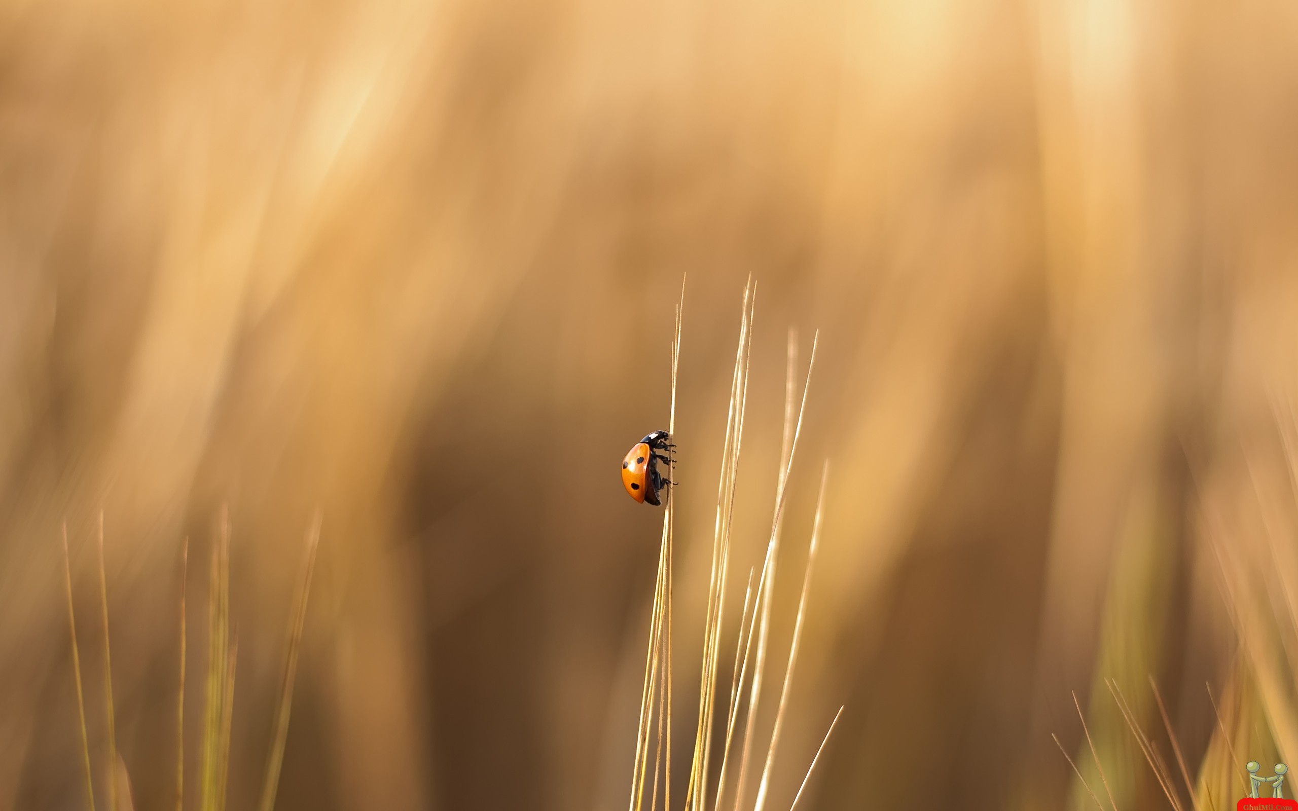 Download mobile wallpaper Ladybug, Grass, Animal for free.