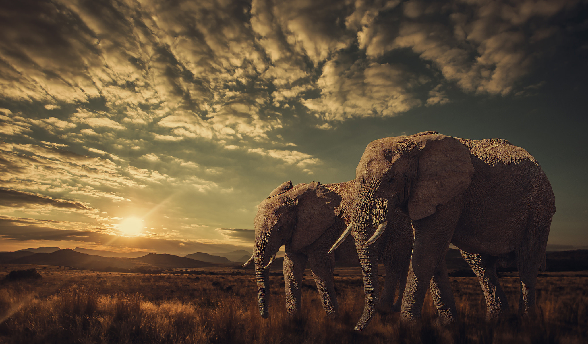 397270 télécharger le fond d'écran animaux, éléphant de savane d'afrique, paysage, savane, ciel, lever de soleil, éléphants - économiseurs d'écran et images gratuitement
