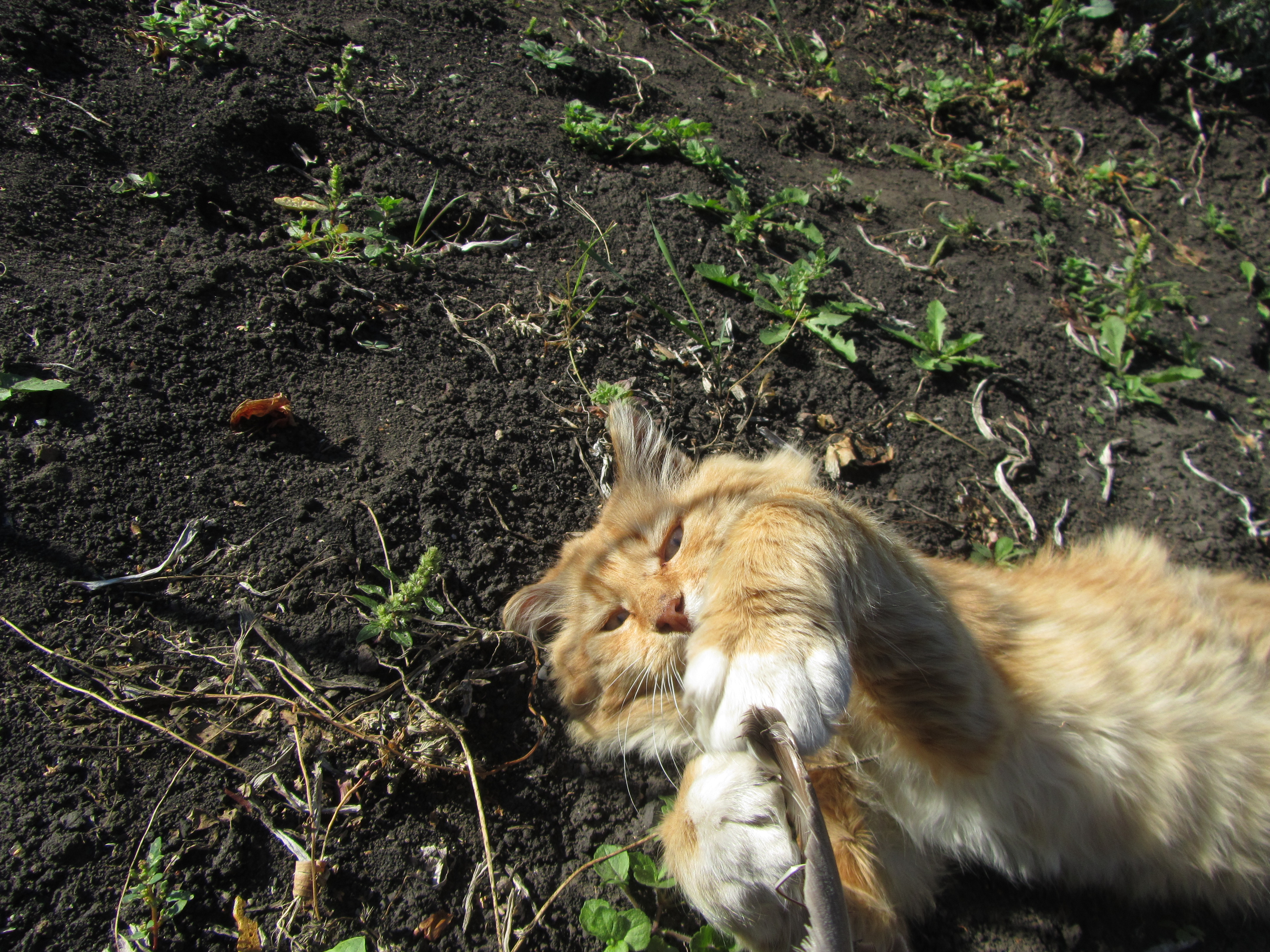 Descarga gratuita de fondo de pantalla para móvil de Animales, Gato.