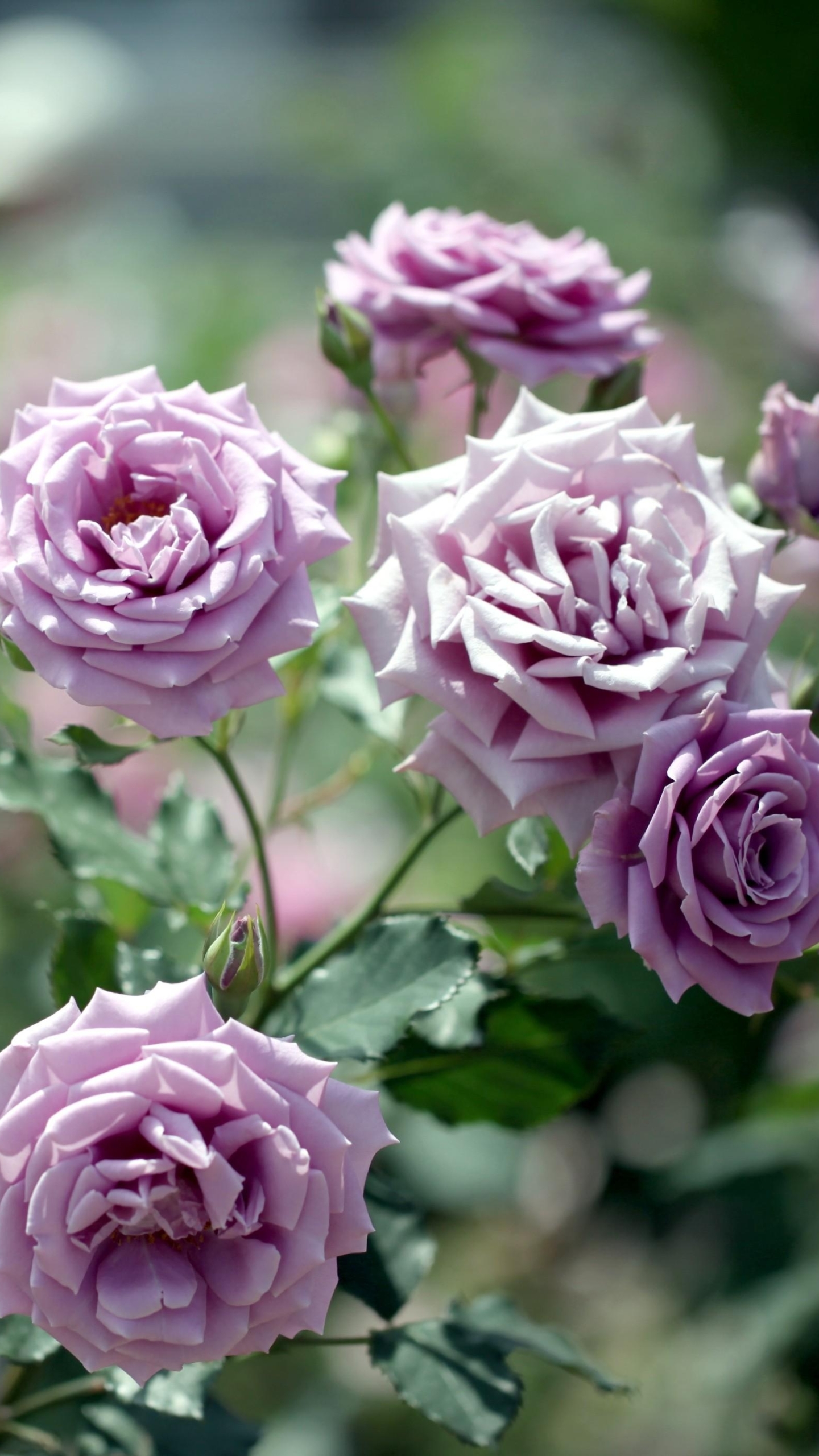 Скачать обои бесплатно Цветок, Роза, Земля/природа, Розовый Куст, Кусты Роз, Флауэрсы картинка на рабочий стол ПК