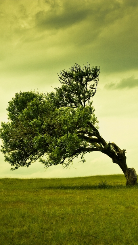 Download mobile wallpaper Trees, Sky, Tree, Earth, Field for free.
