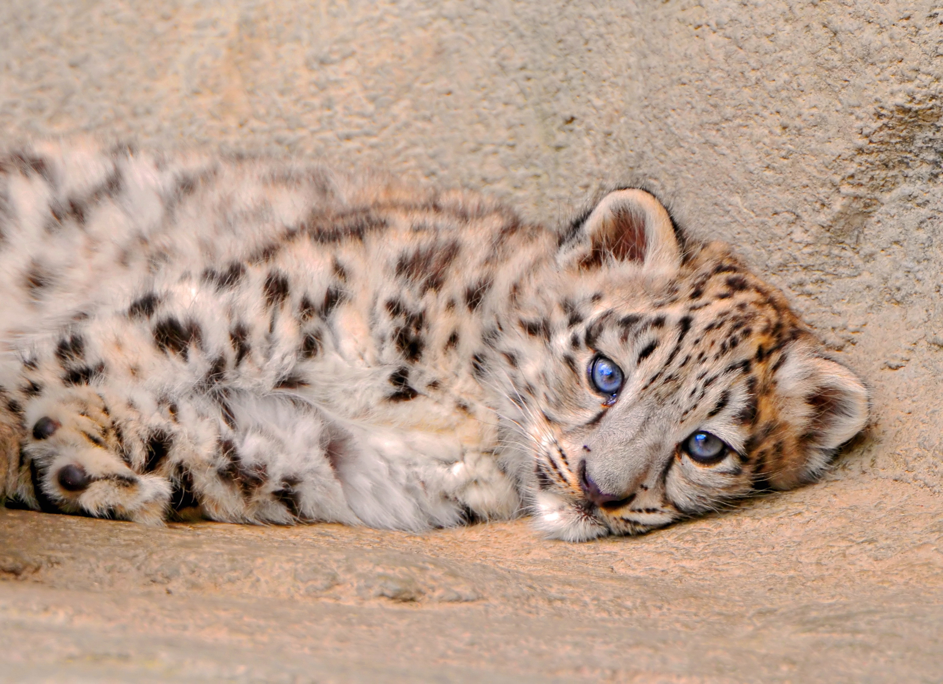 snow leopard, sadness, animals, young, to lie down, lie, sight, opinion, joey, sorrow images