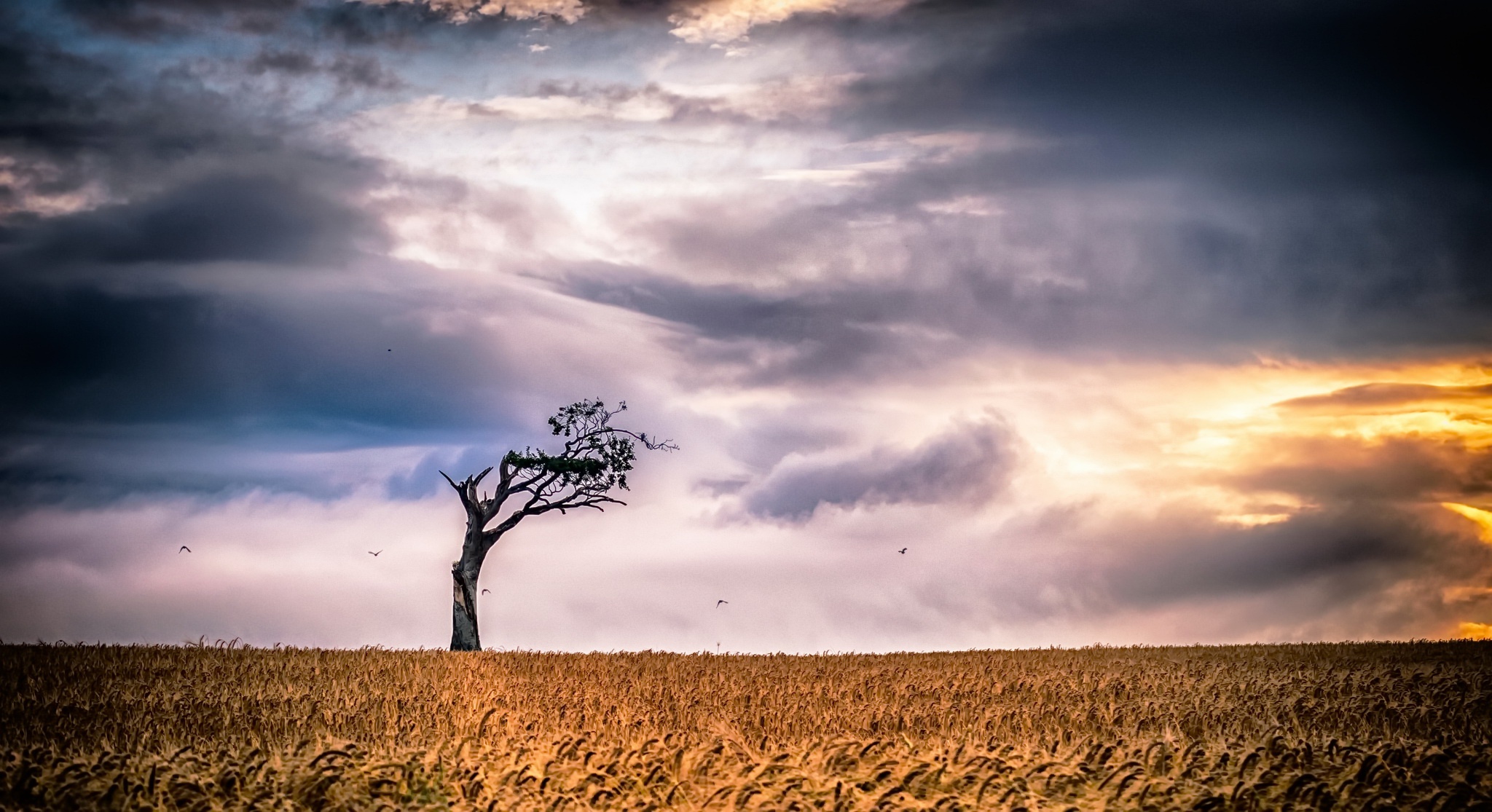 Handy-Wallpaper Natur, Sommer, Weizen, Baum, Feld, Wolke, Himmel, Erde/natur, Einsamer Baum kostenlos herunterladen.