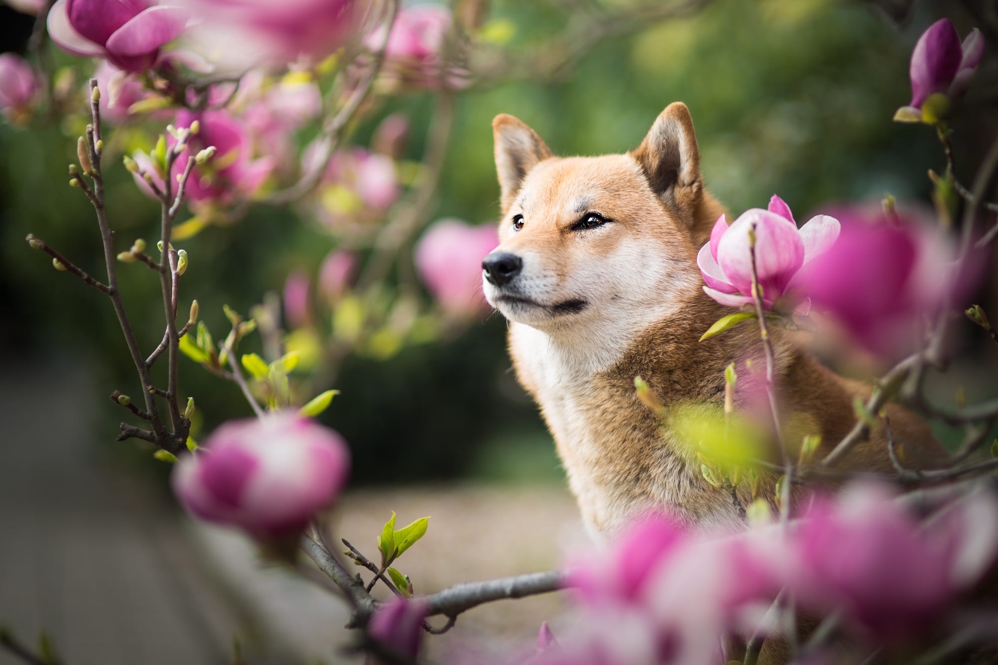 Handy-Wallpaper Tiere, Hunde, Blume, Hund, Magnolie, Shiba Inu kostenlos herunterladen.