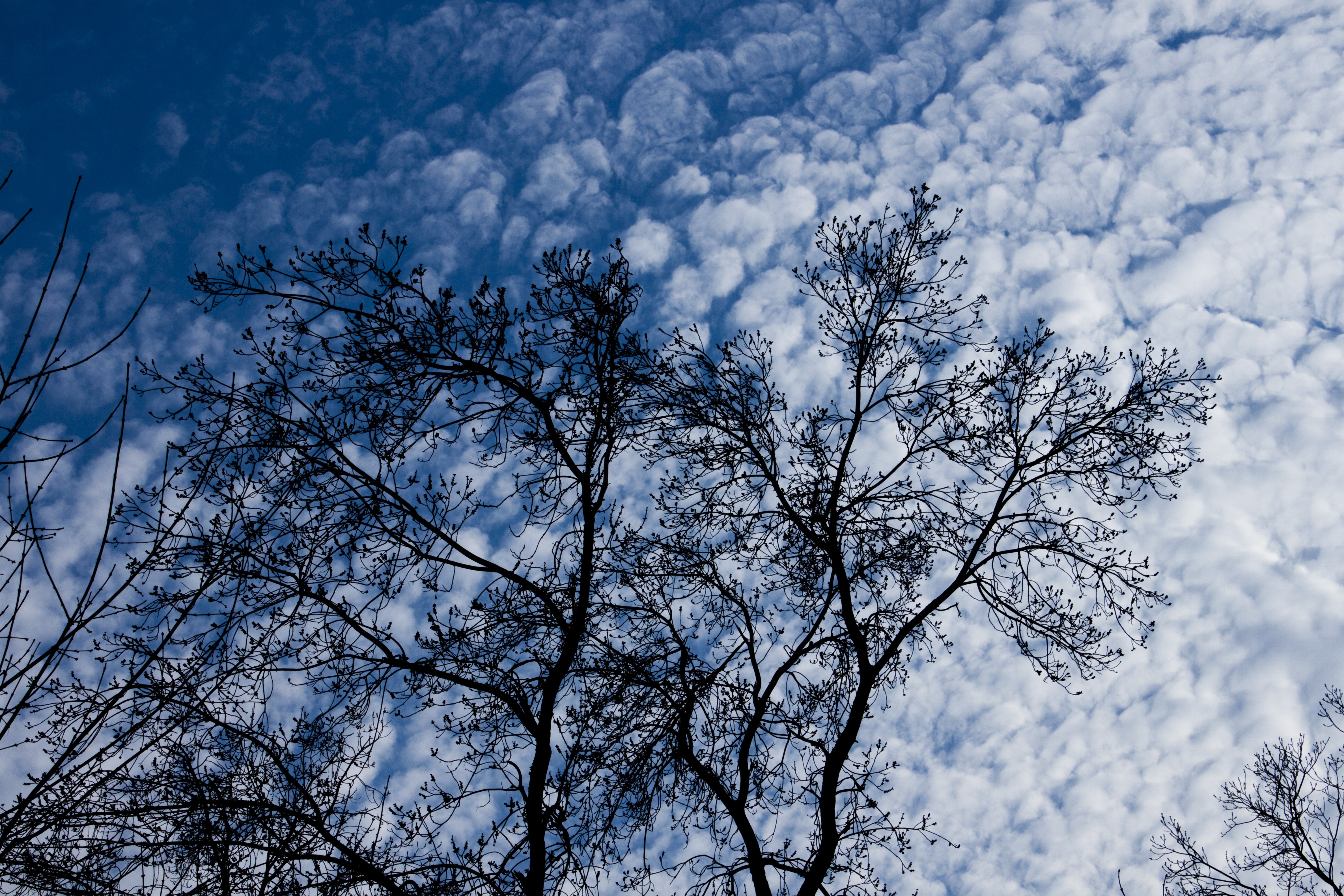 Скачати мобільні шпалери Дерево, Гілки, Природа, Хмари, Відділень безкоштовно.