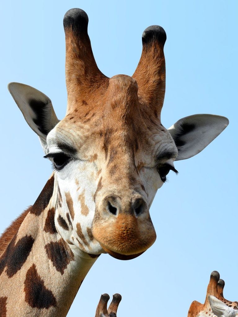 Handy-Wallpaper Tiere, Giraffe kostenlos herunterladen.