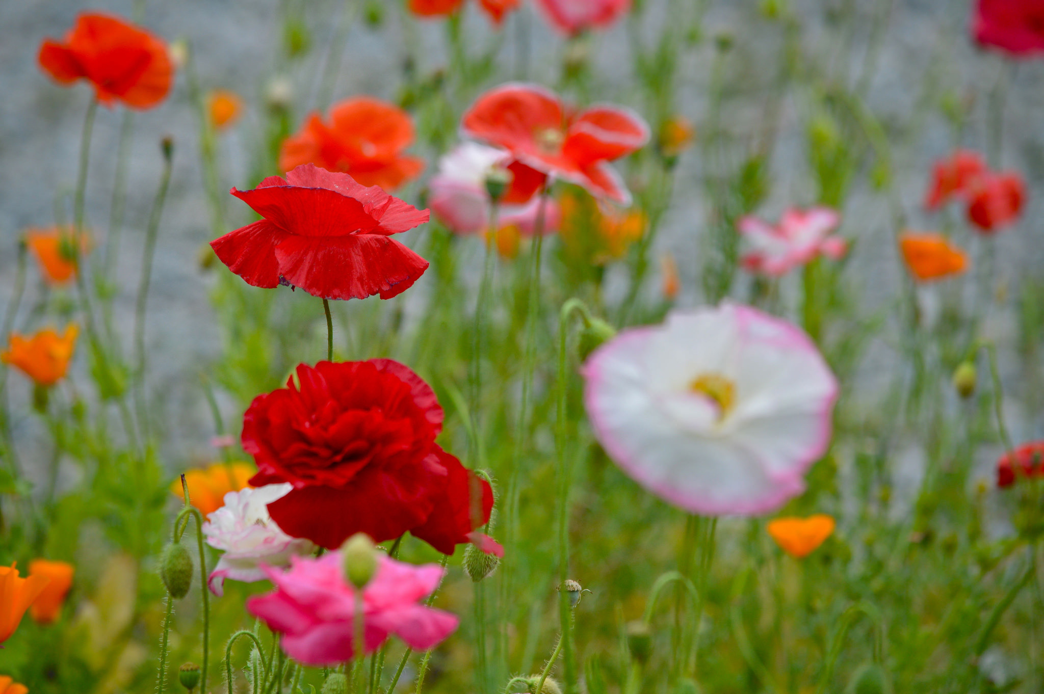Free download wallpaper Nature, Flowers, Flower, Earth, Field, Spring, Meadow, Red Flower, Pink Flower on your PC desktop