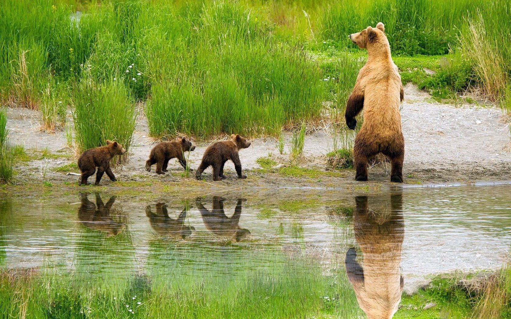 care, animals, grass, bears, lake, young, family, hunting, hunt, cubs Full HD