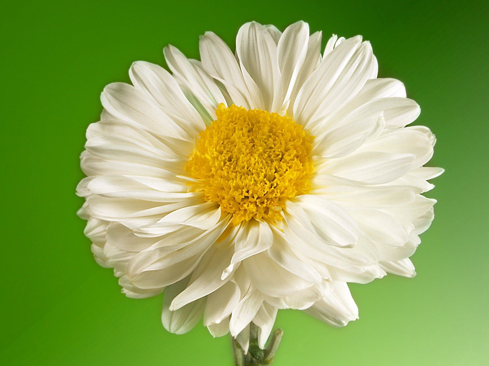 Free download wallpaper Flower, Macro, Petals, Background on your PC desktop