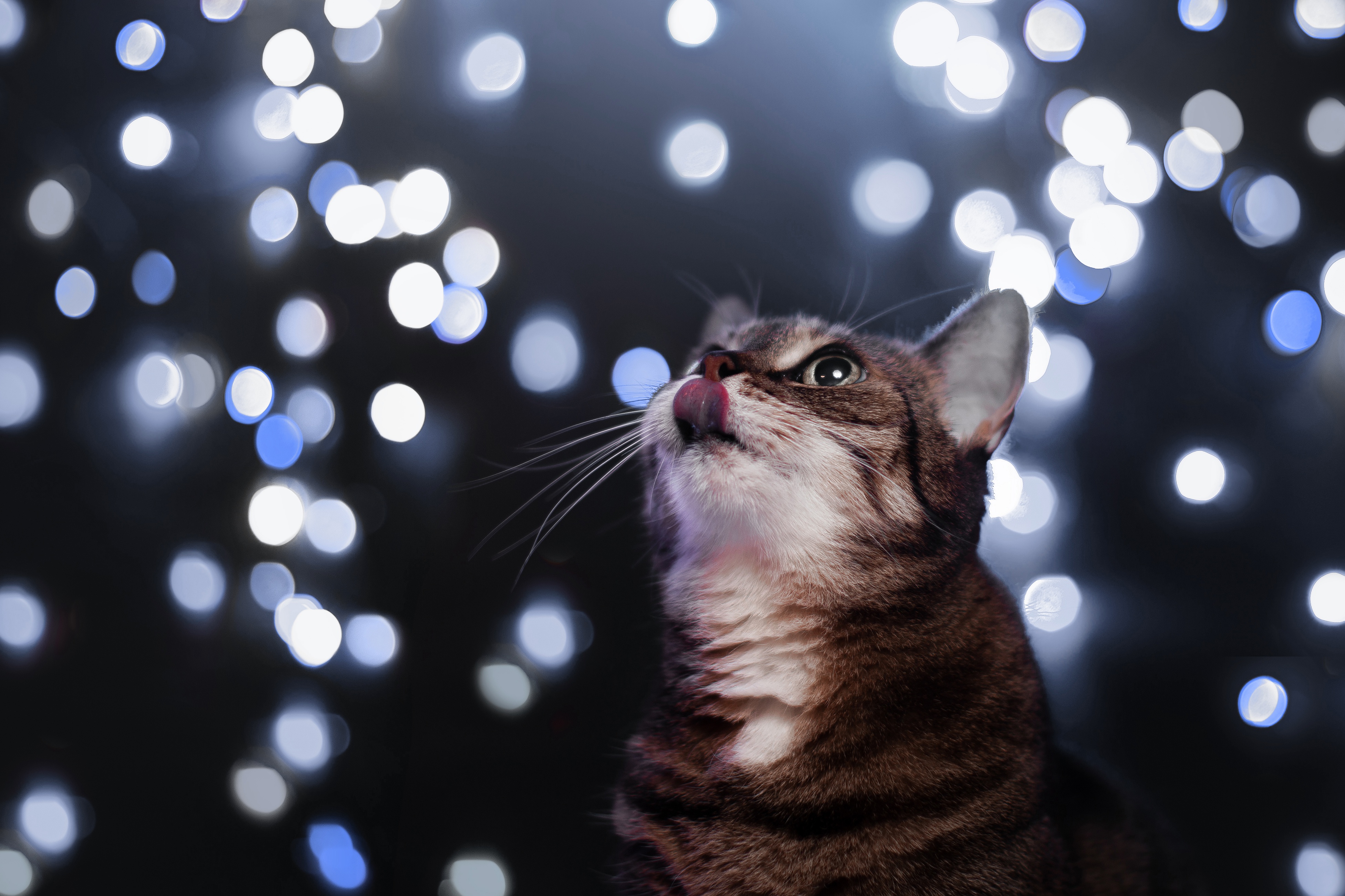 Descarga gratuita de fondo de pantalla para móvil de Animales, Gatos, Gato, Bokeh.