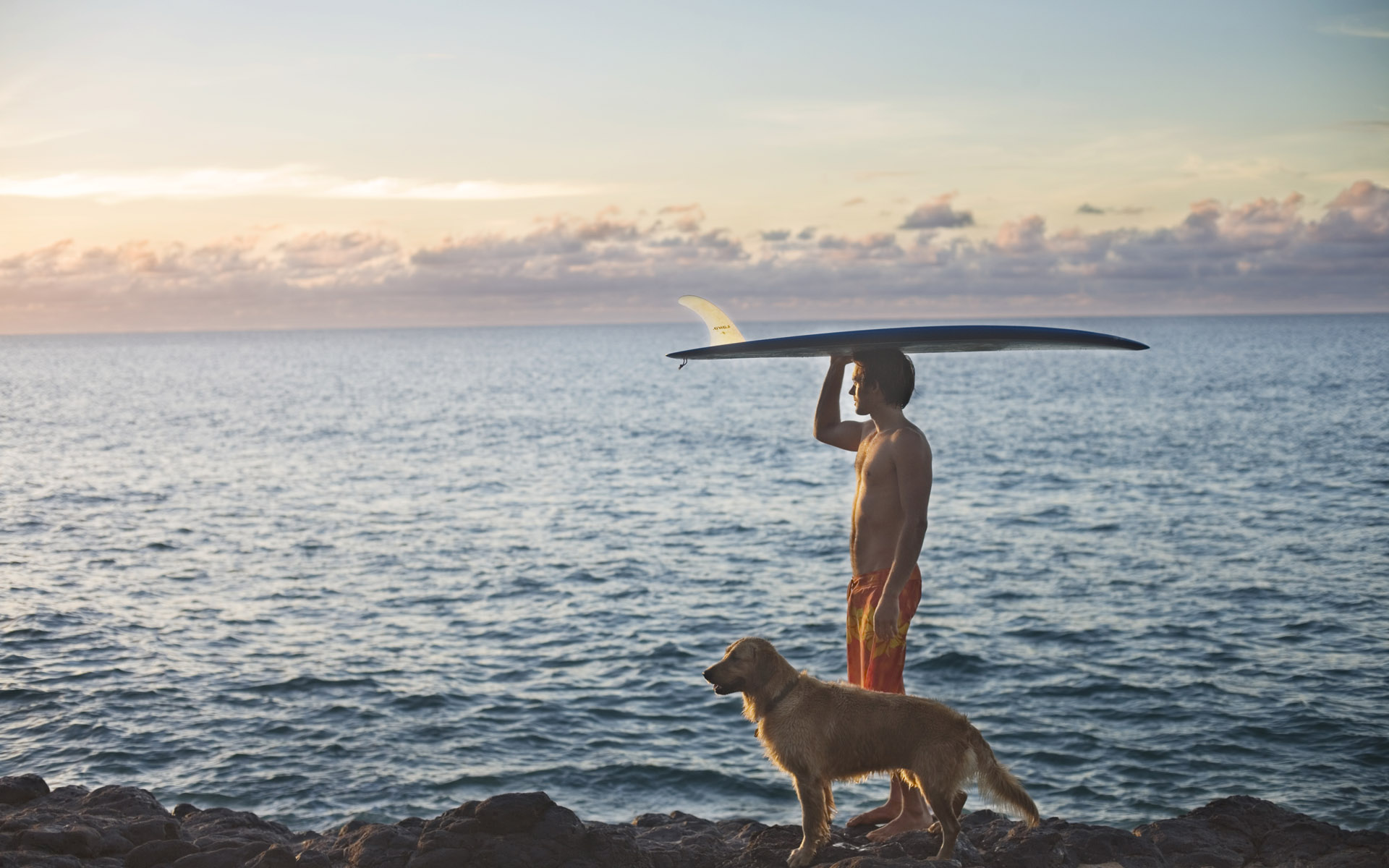 Download mobile wallpaper Sports, Ocean, Golden Retriever, Surfing for free.