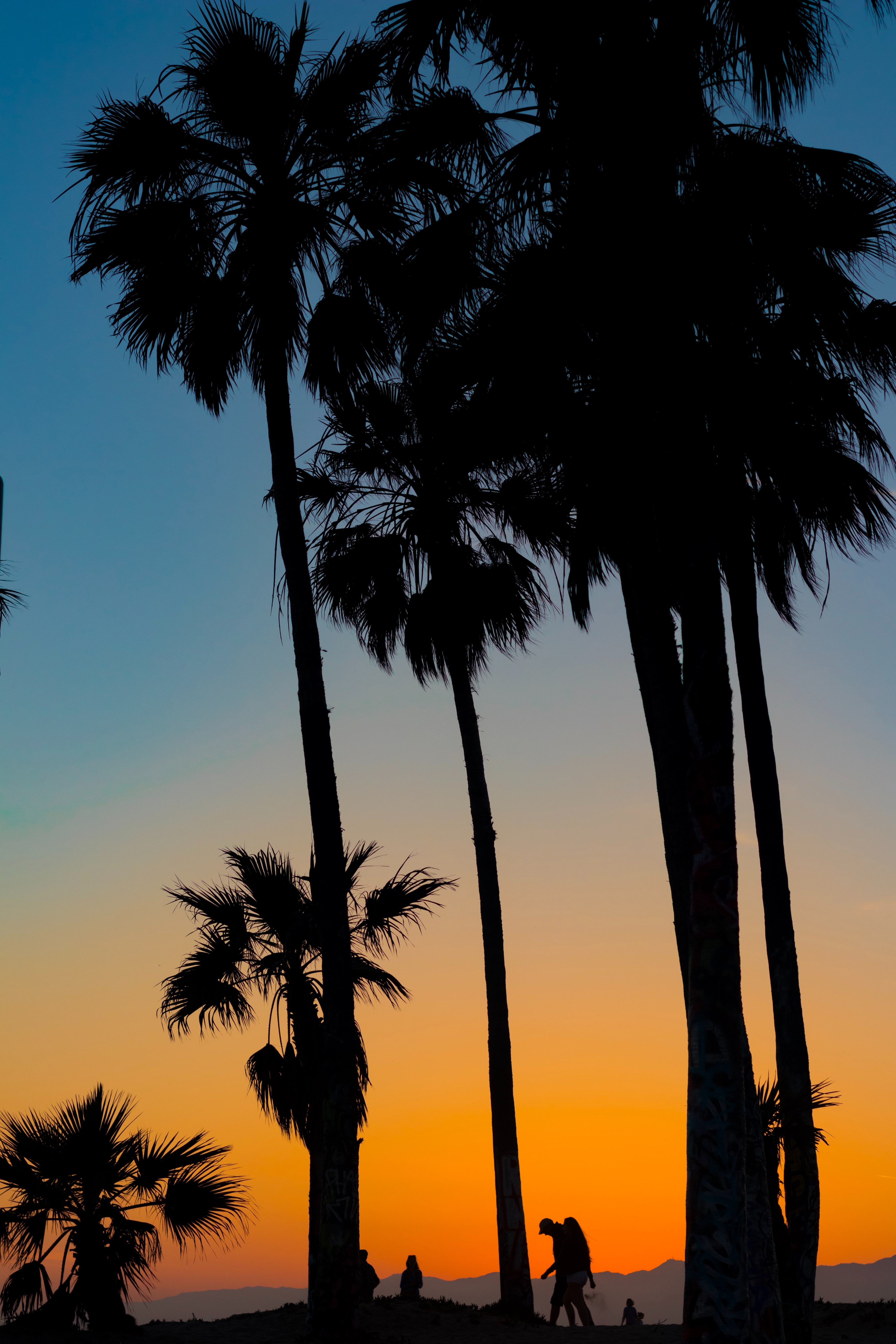 Free download wallpaper Trees, Sunset, Tropics, Palms, Nature, Silhouettes on your PC desktop