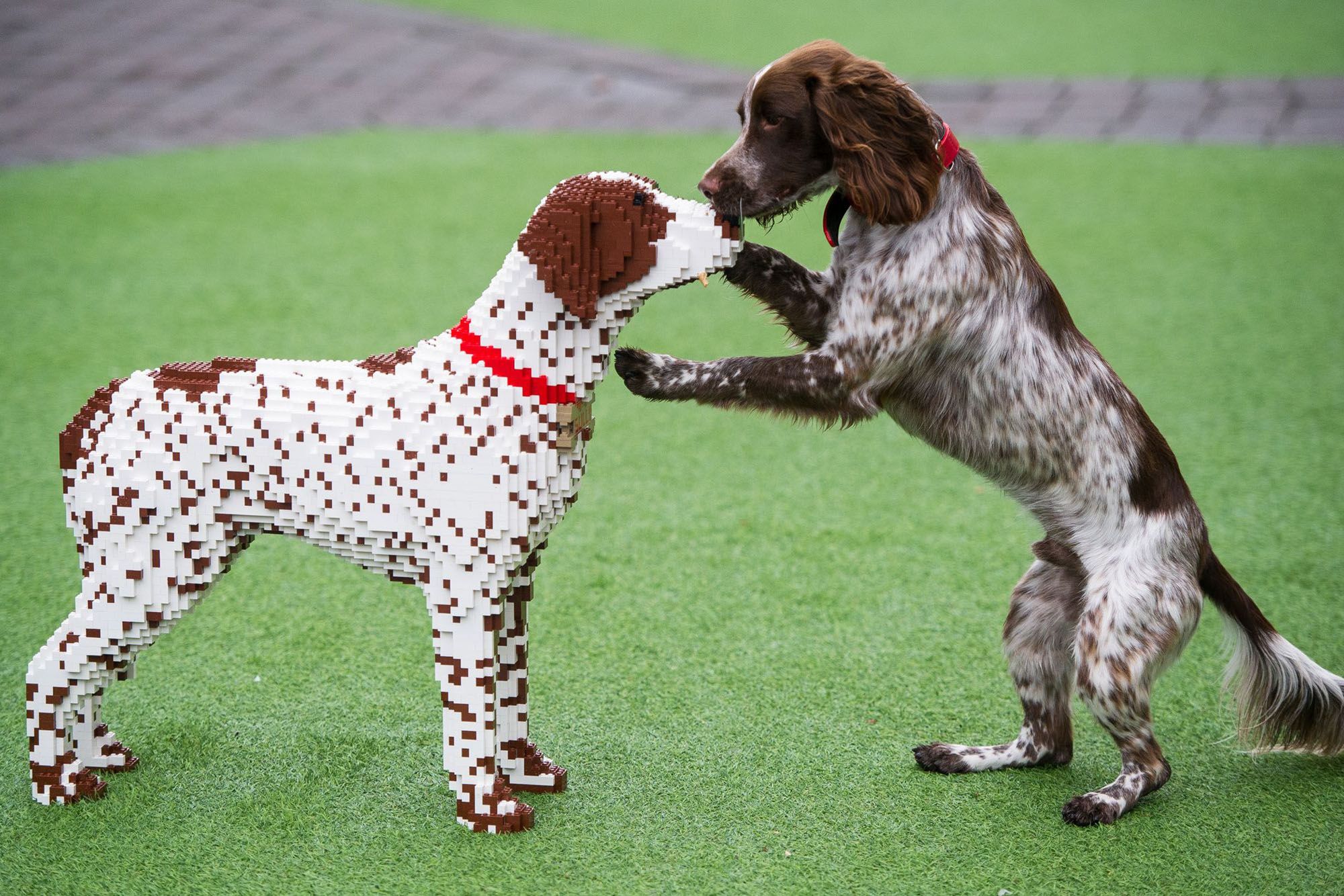 Free download wallpaper Dogs, Spaniel, Animal on your PC desktop