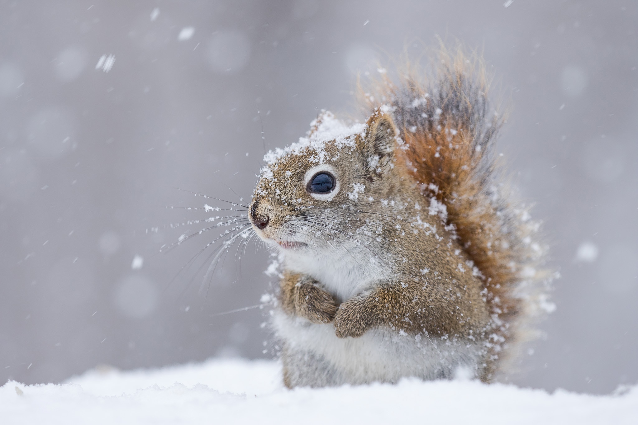 842163 baixar papel de parede animais, esquilo, roedor, neve, queda de neve, inverno - protetores de tela e imagens gratuitamente