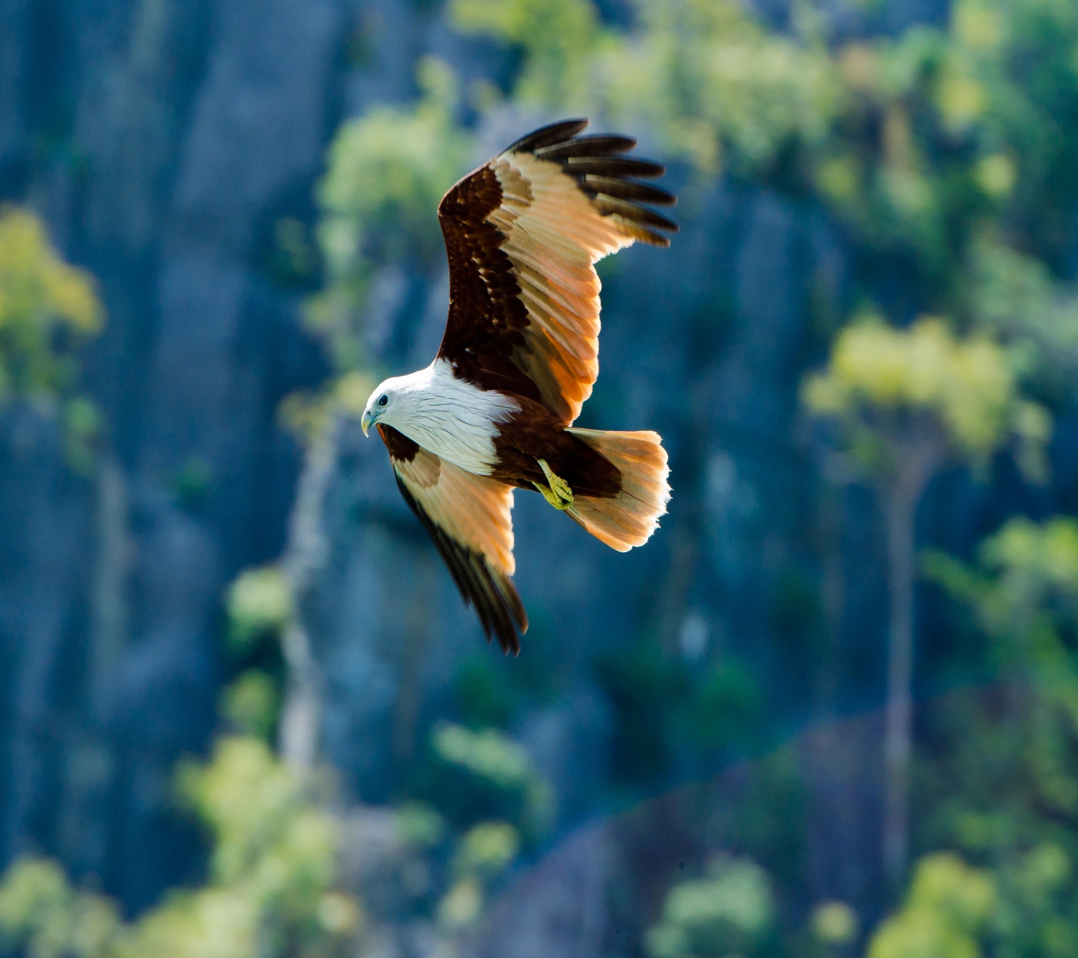 Free download wallpaper Eagle, Birds, Animal on your PC desktop