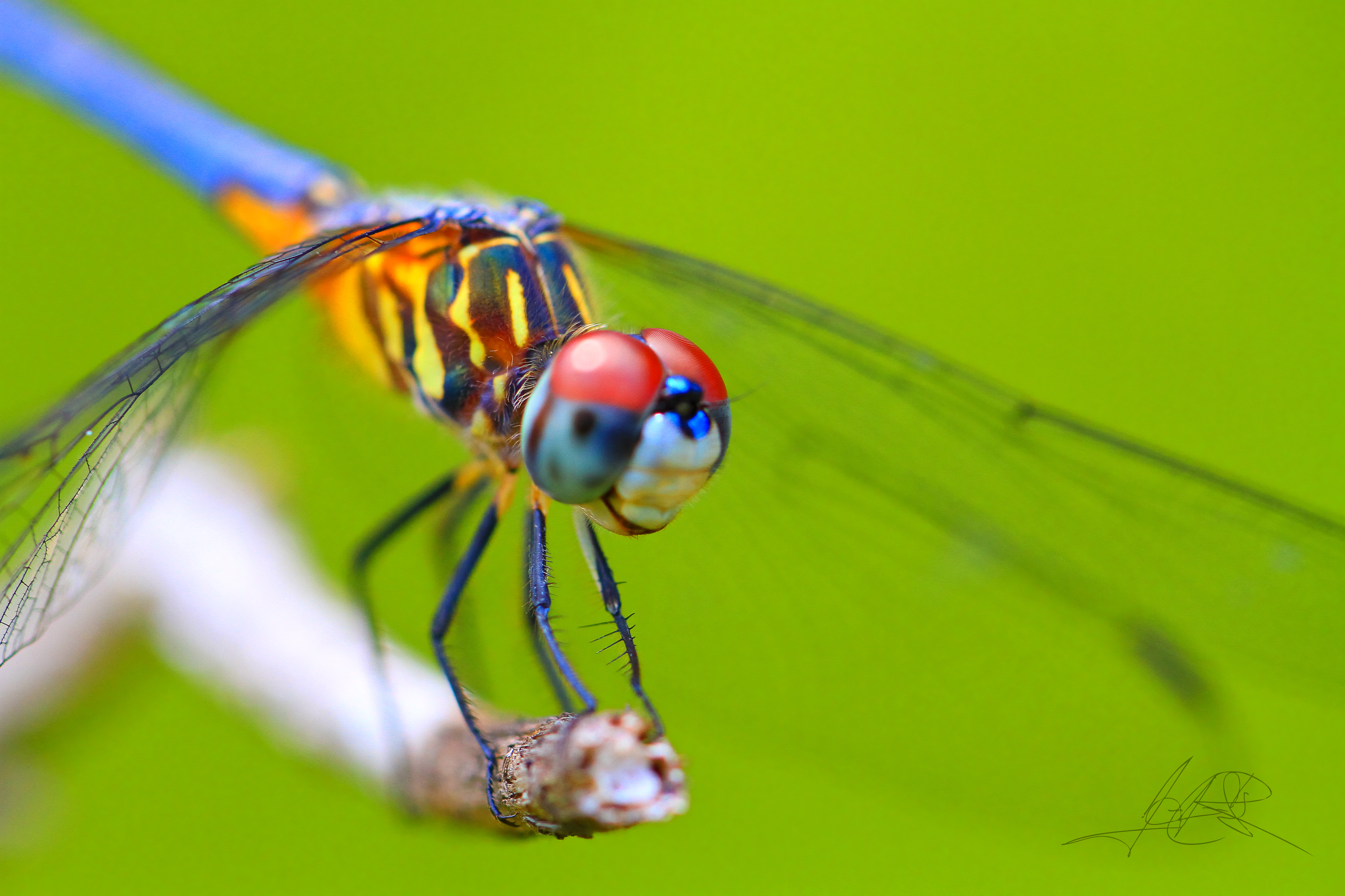 1521616 Hintergrundbild herunterladen insekten, tiere, libelle - Bildschirmschoner und Bilder kostenlos