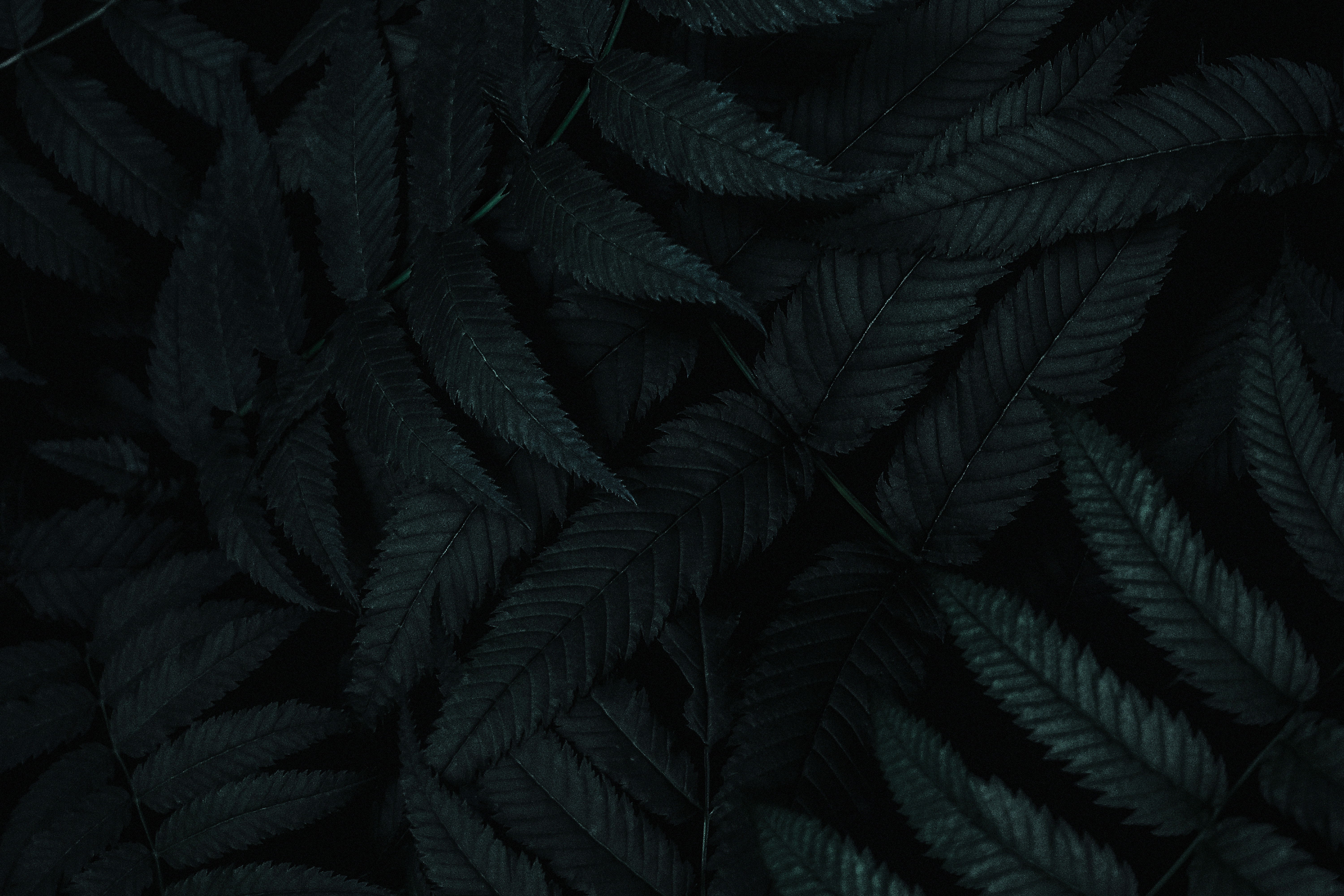 plant, leaves, carved, bush, dark HD for desktop 1080p