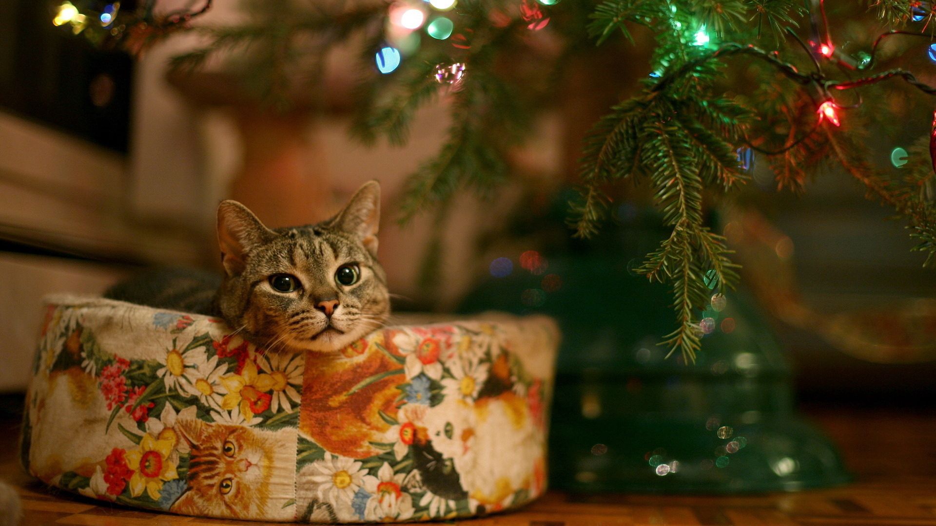 150952画像をダウンロード花冠, 動物, ネコ, 猫, プレゼント, 贈り物, クリスマスツリー, 花輪, 期待, 待つこと-壁紙とスクリーンセーバーを無料で