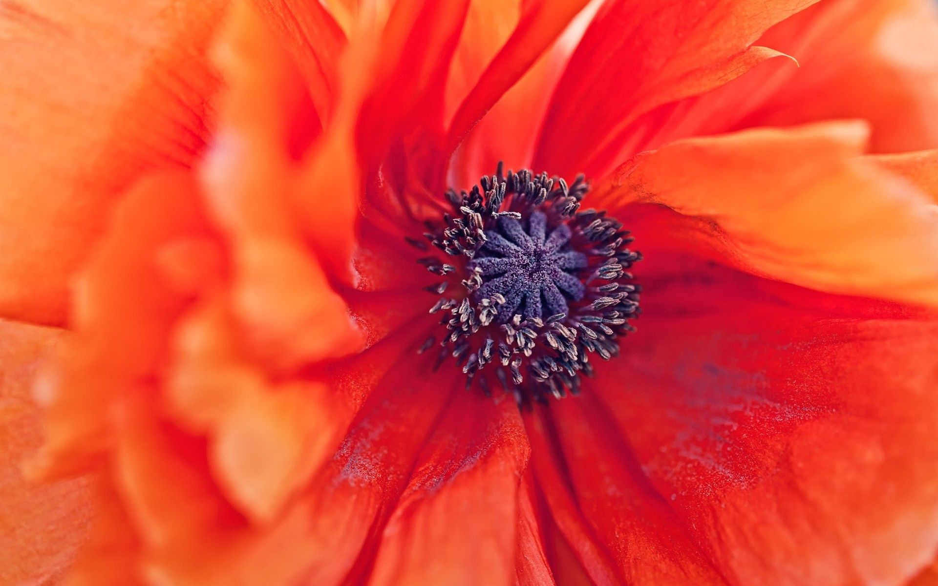 poppy, flower, macro, petals, stamens 1080p