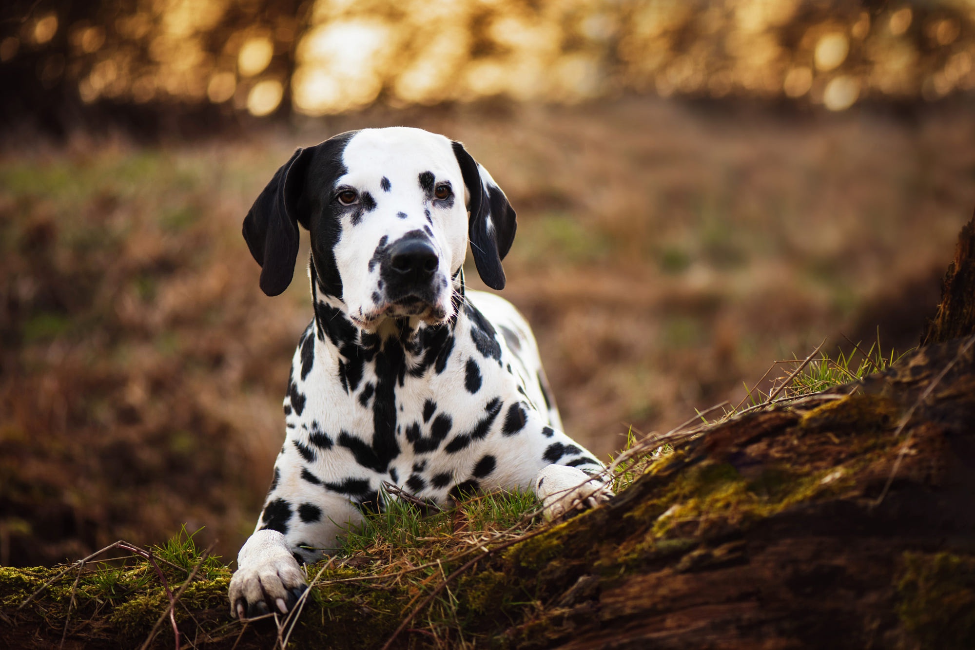 Laden Sie das Tiere, Hunde, Dalmatiner-Bild kostenlos auf Ihren PC-Desktop herunter