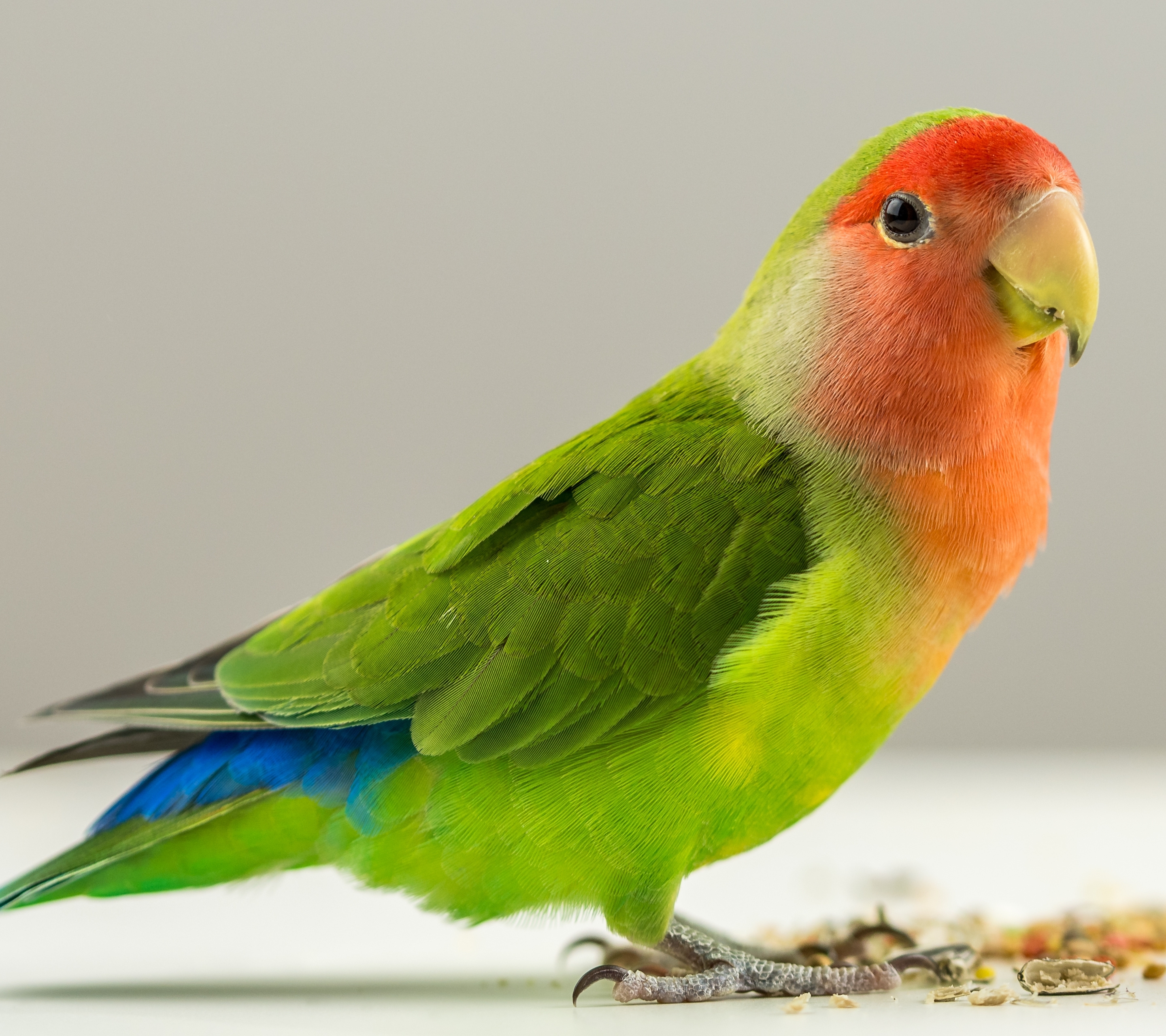 Download mobile wallpaper Birds, Animal, Lovebird, Parrot for free.