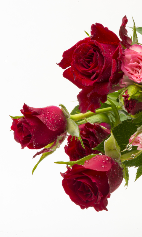 無料モバイル壁紙フラワーズ, 薔薇, 地球, バスケット, 水滴, 赤い花, ピンクの花をダウンロードします。