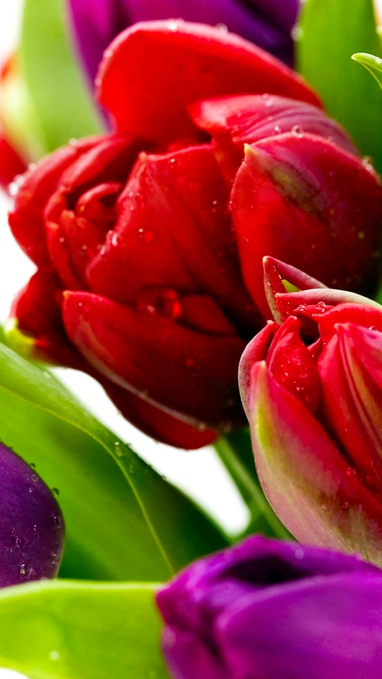 Descarga gratuita de fondo de pantalla para móvil de Flores, Flor, Vistoso, Tulipán, Tierra/naturaleza.