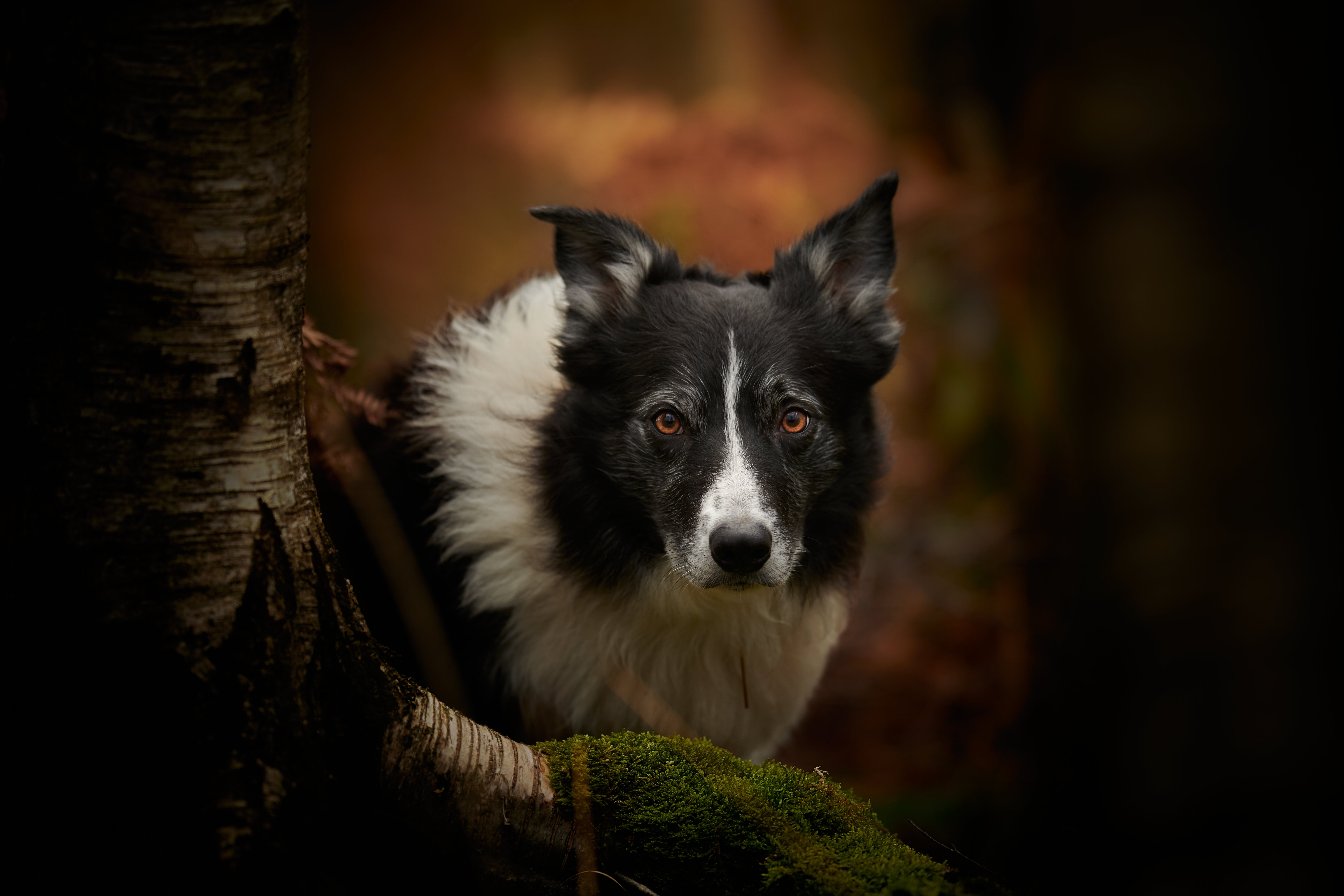 Handy-Wallpaper Tiere, Hunde, Hund, Border Collie kostenlos herunterladen.