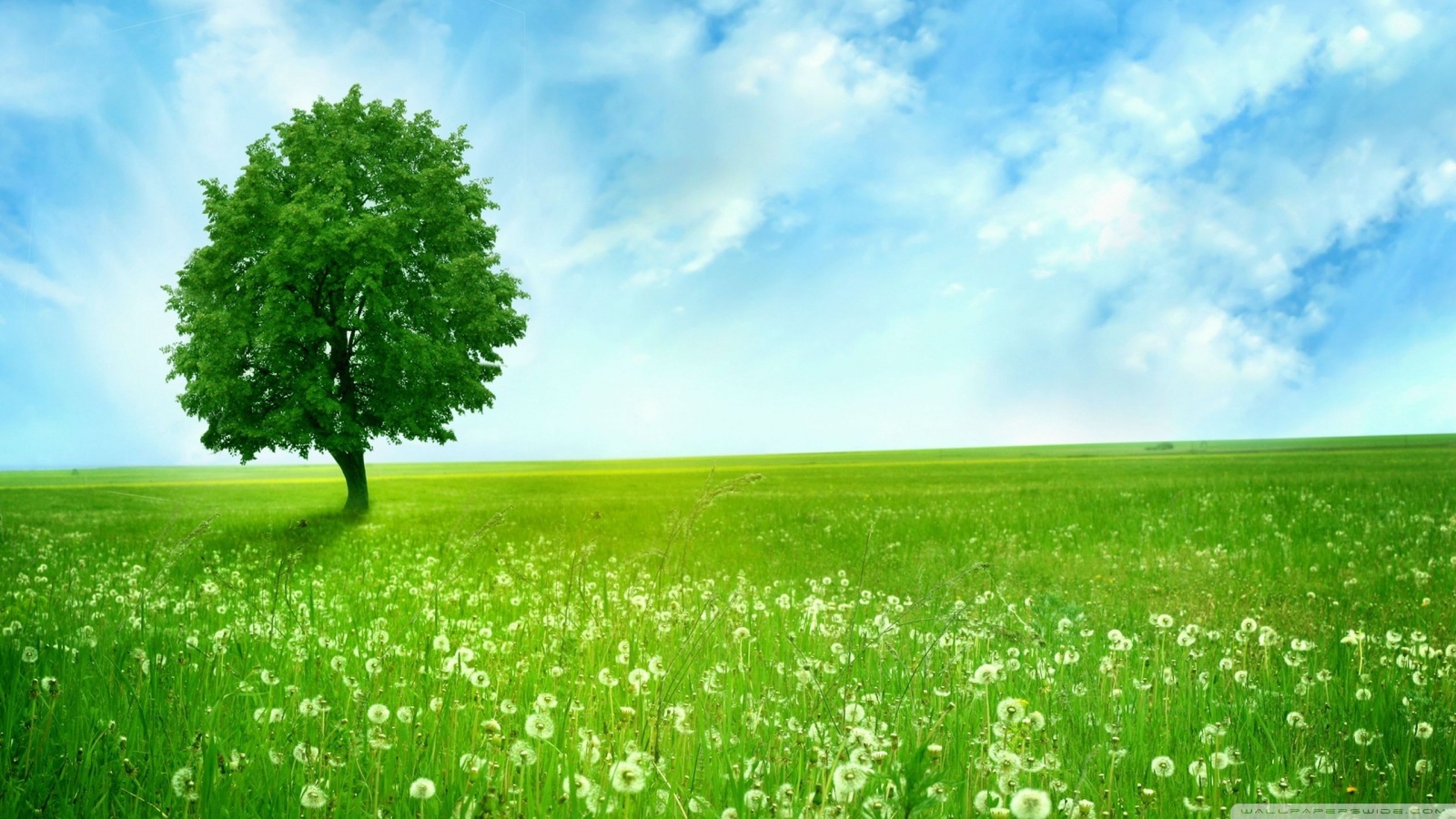 Free download wallpaper Landscape, Trees, Sky, Fields on your PC desktop