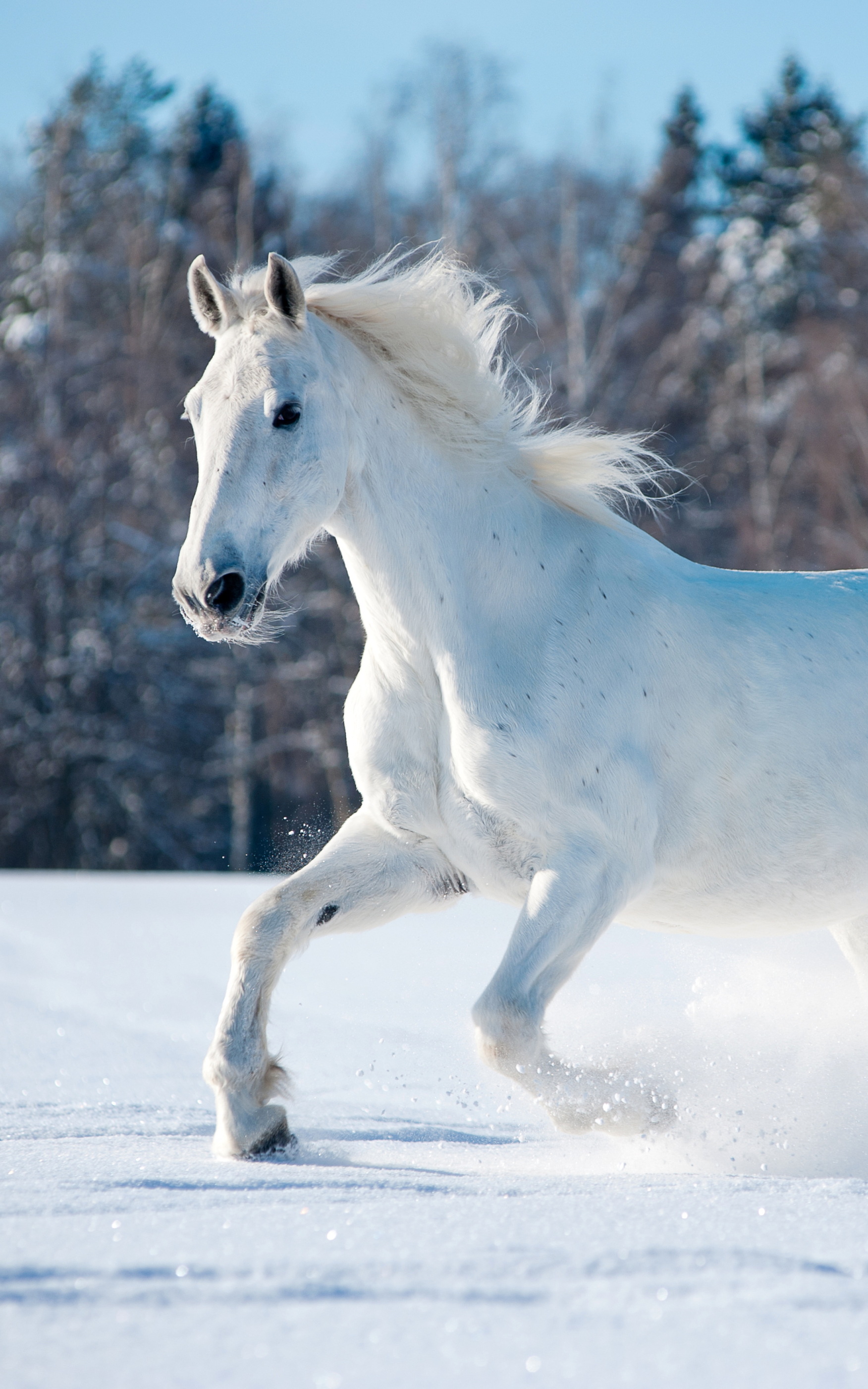 Descarga gratuita de fondo de pantalla para móvil de Animales, Caballo.